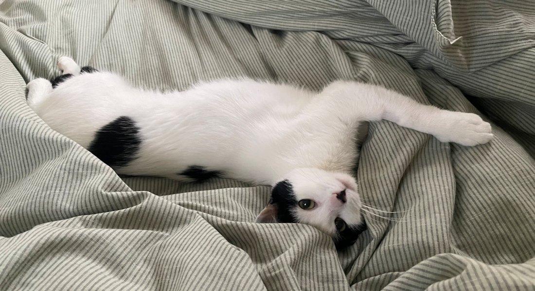 Nala, adoptable, Kitten Female Domestic Short Hair.