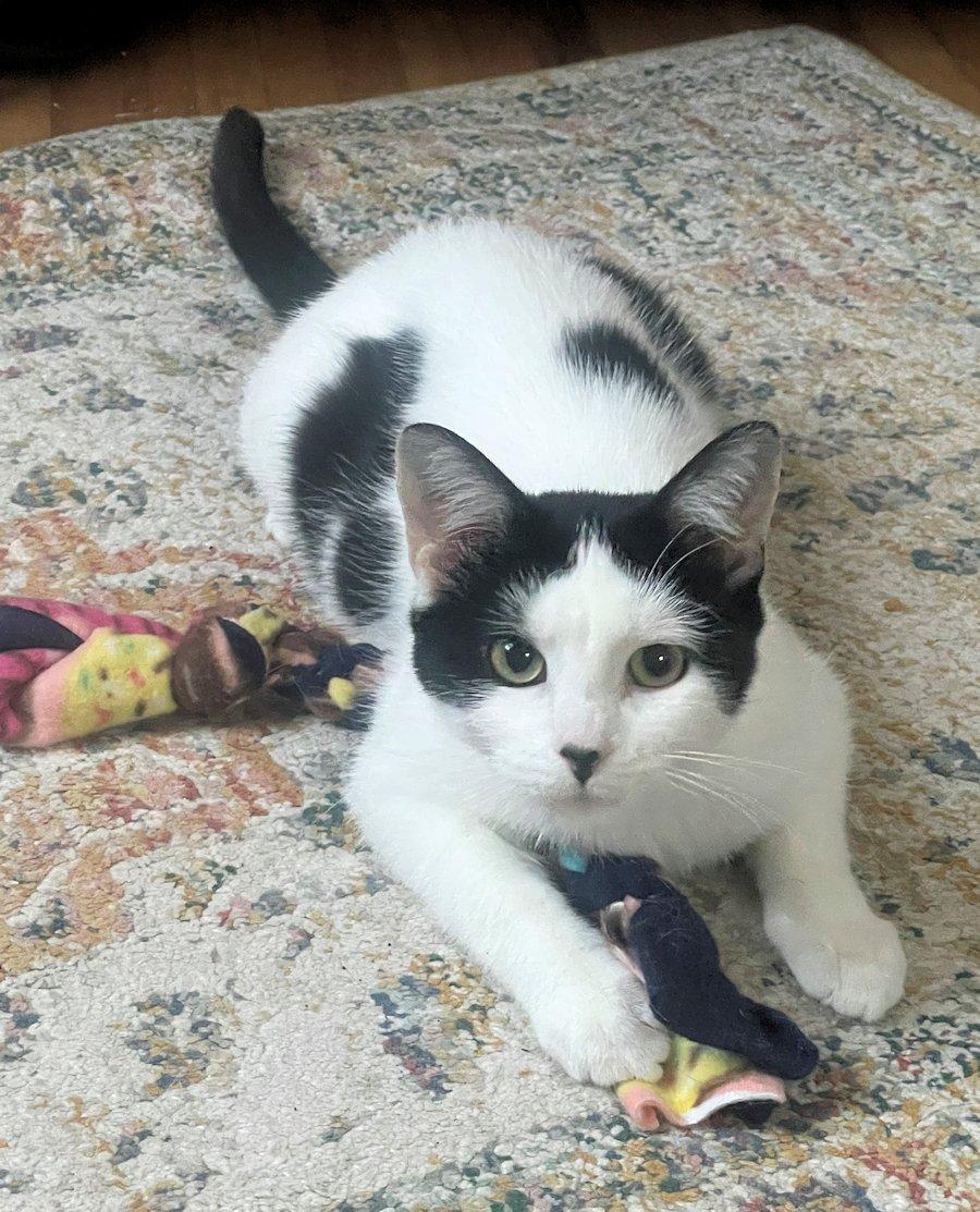 Nala, adoptable, Kitten Female Domestic Short Hair.