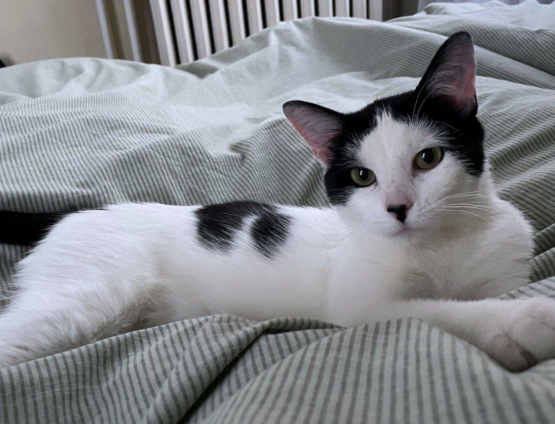 Enlarge Nala, an adoptable Domestic Short Hair in White Bear Lake, MN image 3/6