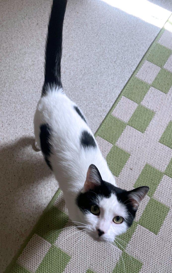 Enlarge Nala, an adoptable Domestic Short Hair in White Bear Lake, MN image 4/6