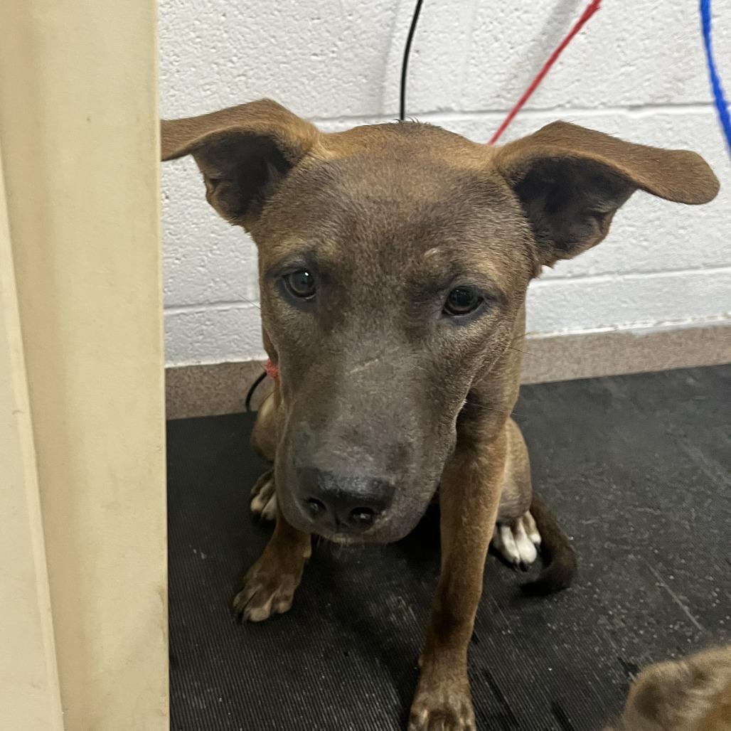 Enlarge Gwen, a Adoptable mixed breed in Ardmore, OK image 1/1