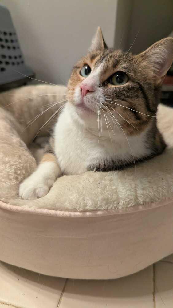 Alyce, Adoptable, Adult Female Domestic Short Hair.