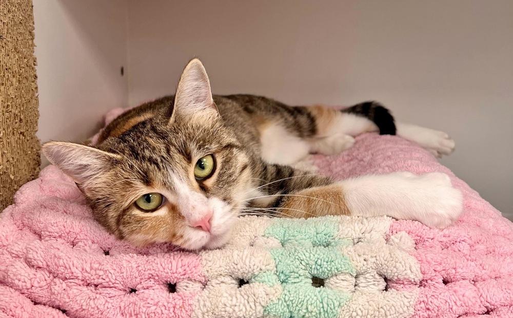 Alyce, Adoptable, Adult Female Domestic Short Hair.