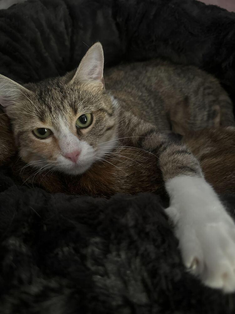 Enlarge Alyce, a Adoptable Domestic Short Hair in Milltown, NJ image 1/1