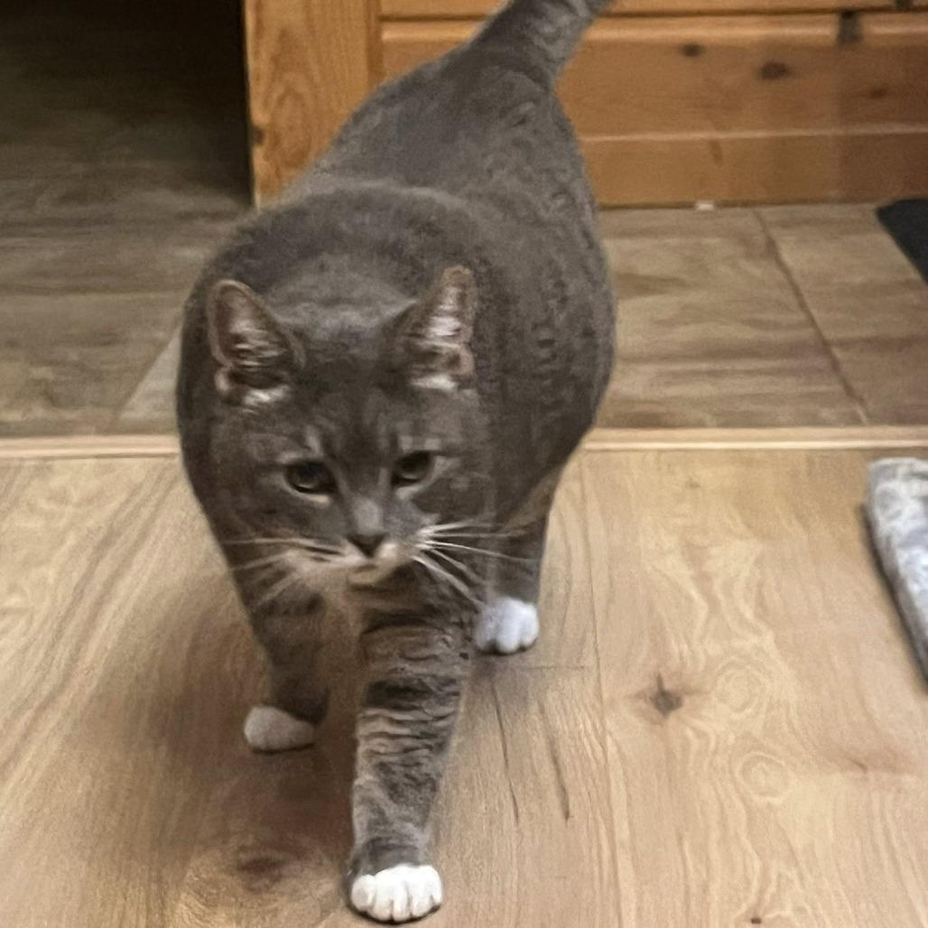 Biff, Adoptable, Senior Male Domestic Short Hair.