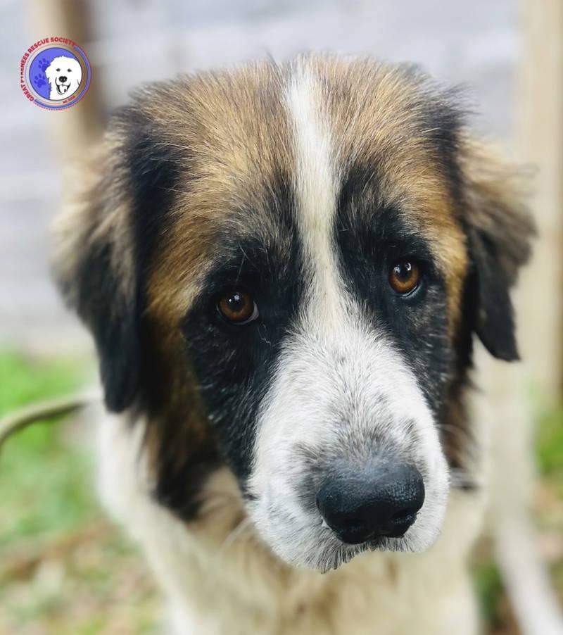 Enlarge Nyah, an adopted Great Pyrenees in Spring, TX image 1/6