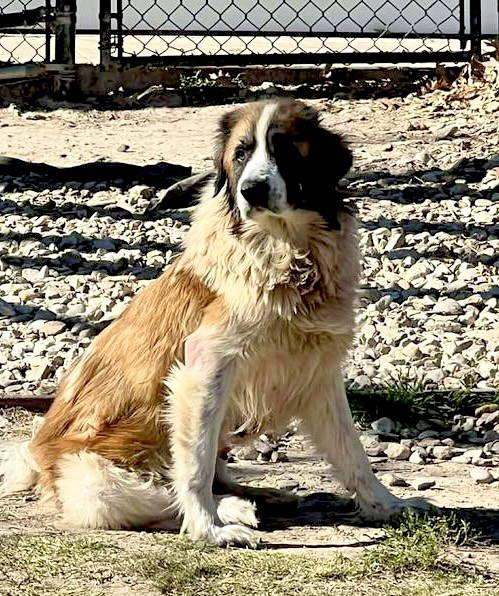Enlarge Nyah, an adopted Great Pyrenees in Spring, TX image 4/6