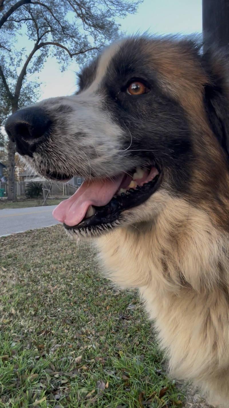 Enlarge Nyah, an adopted Great Pyrenees in Spring, TX image 2/6