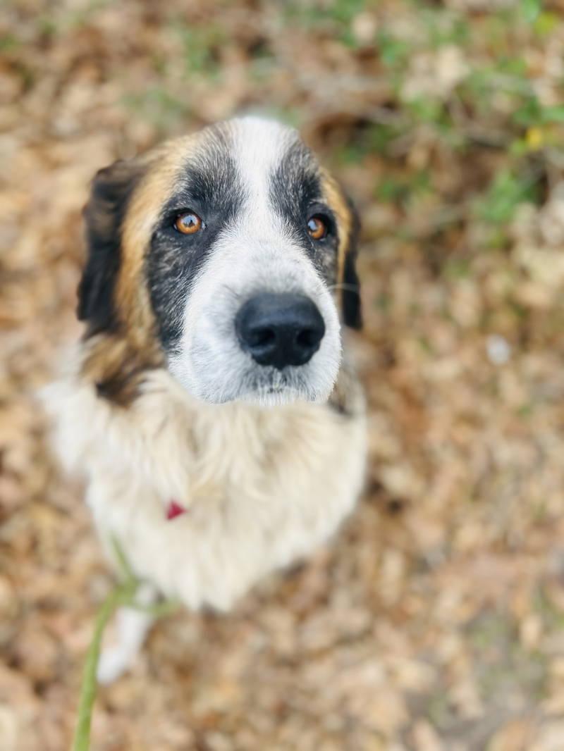 Enlarge Nyah, an adopted Great Pyrenees in Spring, TX image 5/6