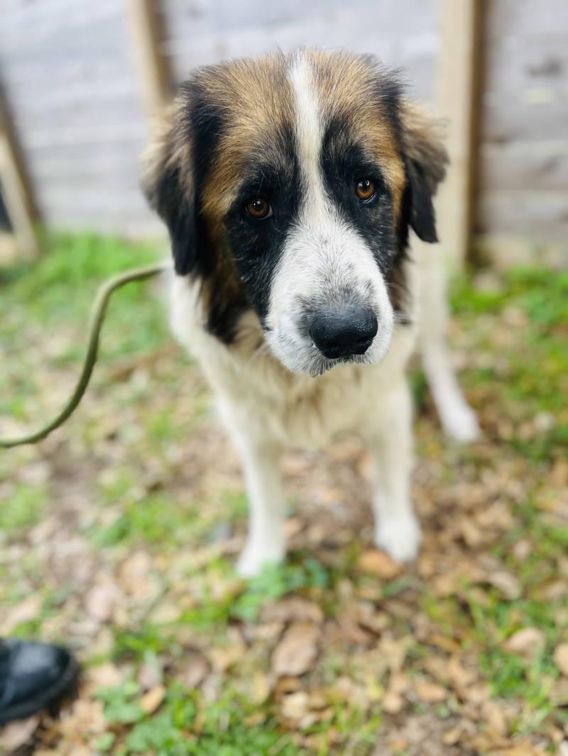 Enlarge Nyah, an adopted Great Pyrenees in Spring, TX image 3/6