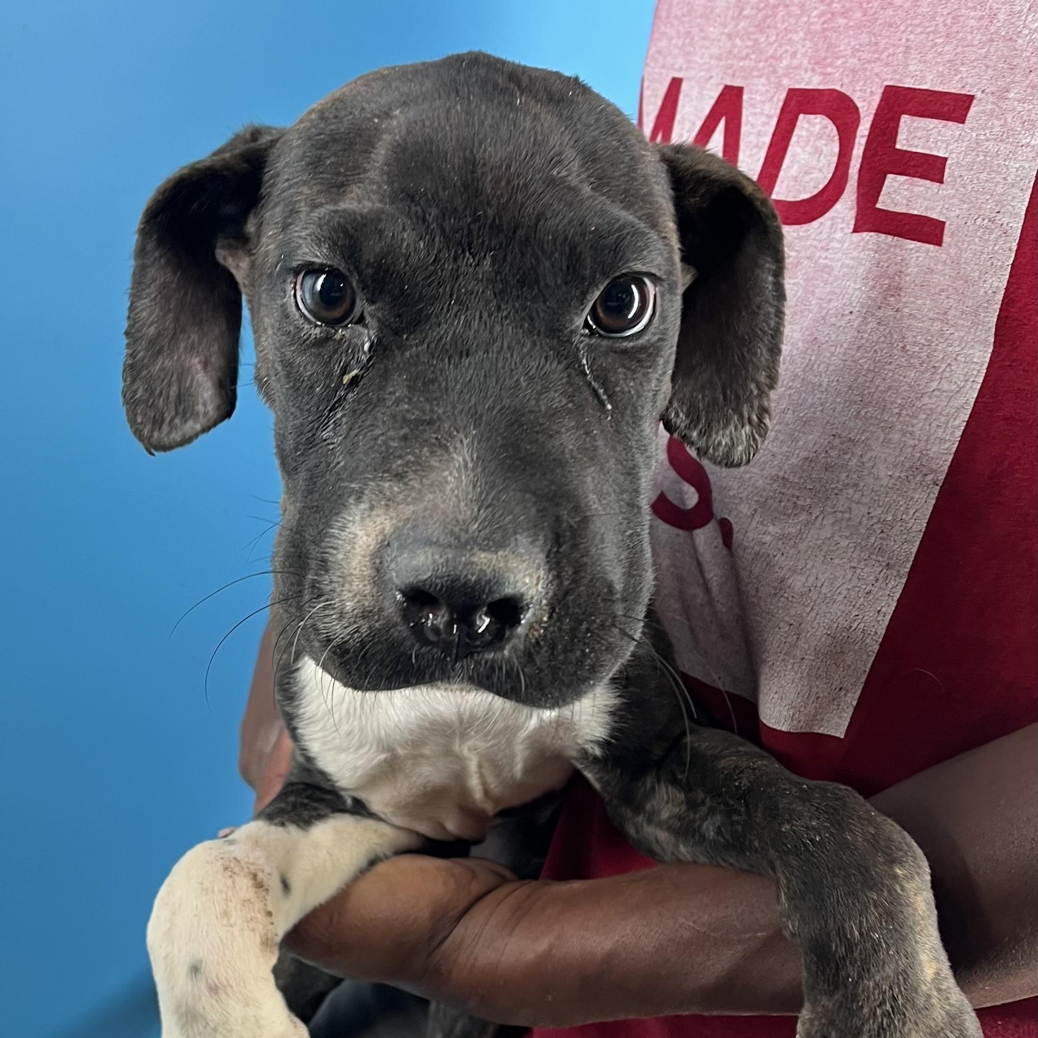 Coco Puff - Local Dec 19-21, a Adoptable mixed breed in Gresham, OR image 5/5