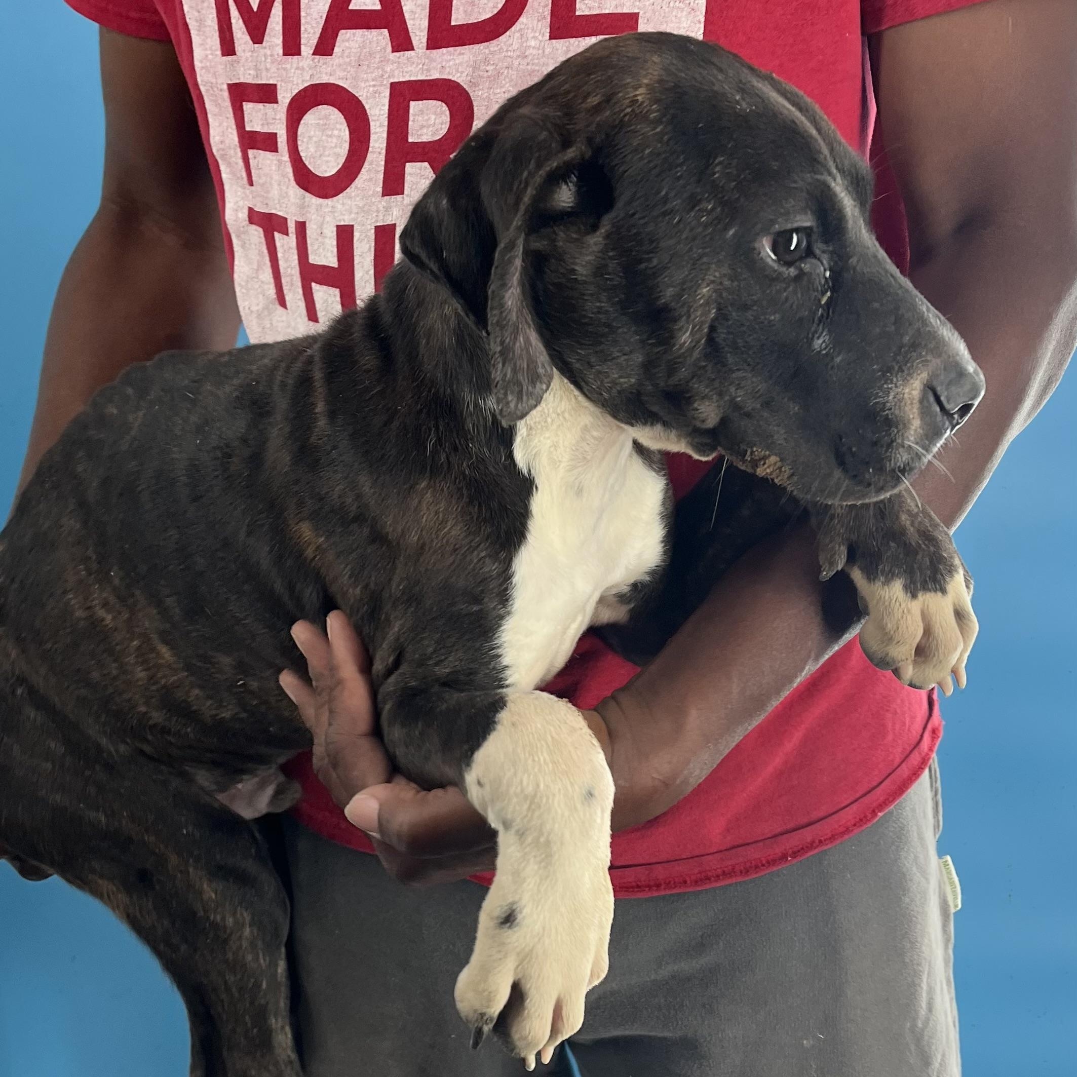 Coco Puff - Local Dec 19-21, a Adoptable mixed breed in Gresham, OR image 3/5