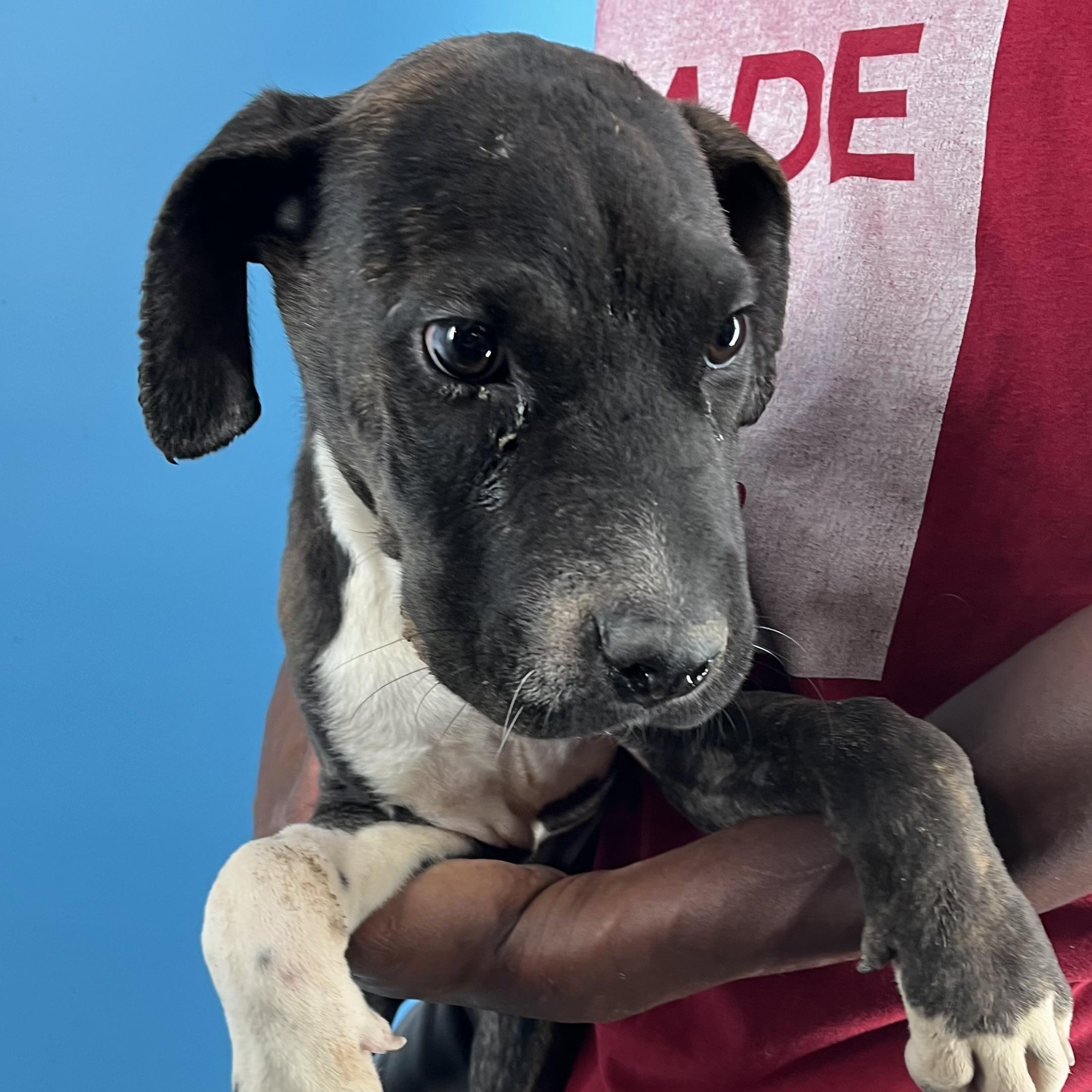 Coco Puff - Local Dec 19-21, a Adoptable mixed breed in Gresham, OR image 4/5