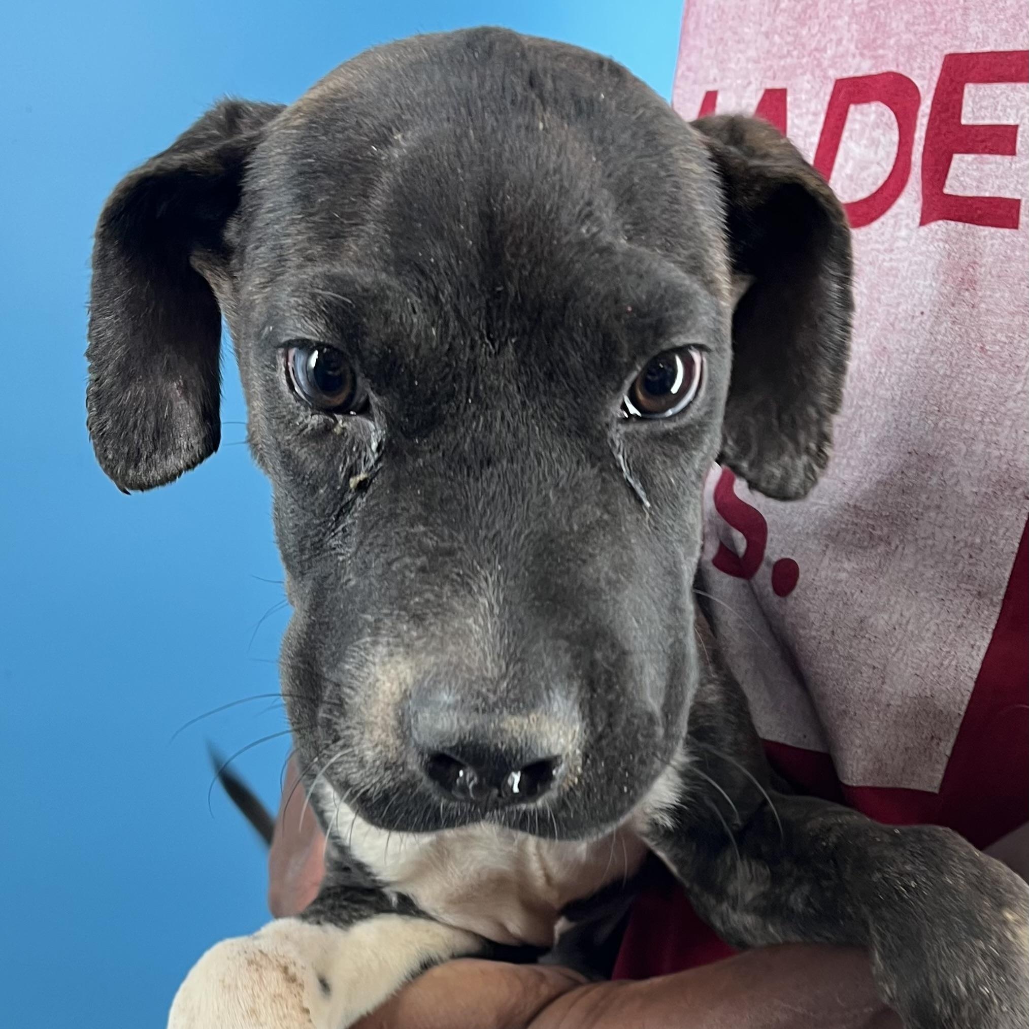 Coco Puff - Local Dec 19-21, Adoptable, Young Male Shar-Pei.