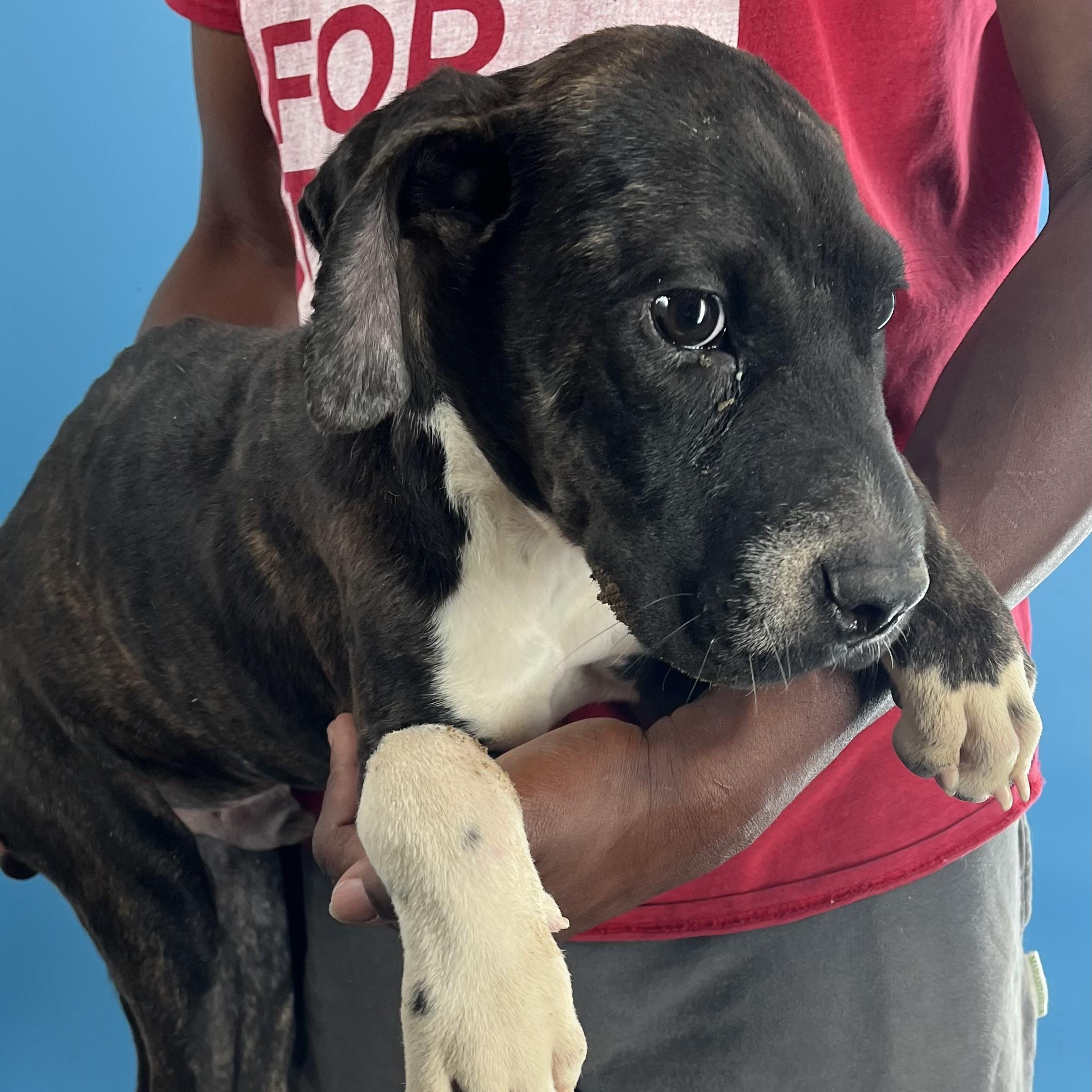 Coco Puff - Local Dec 19-21, a Adoptable mixed breed in Gresham, OR image 2/5