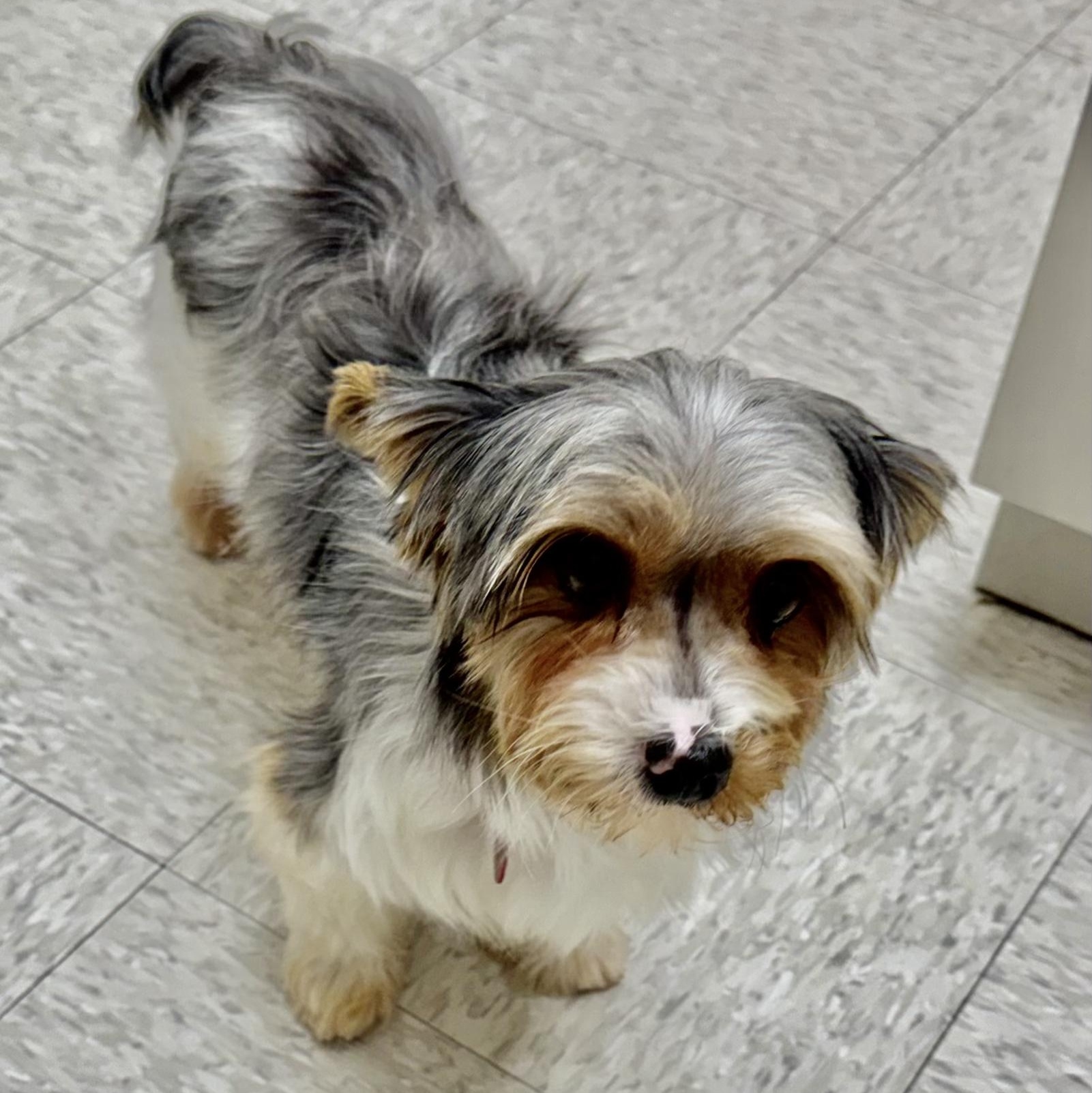 Lenora Miller, Adoptable, Adult Female Yorkshire Terrier.