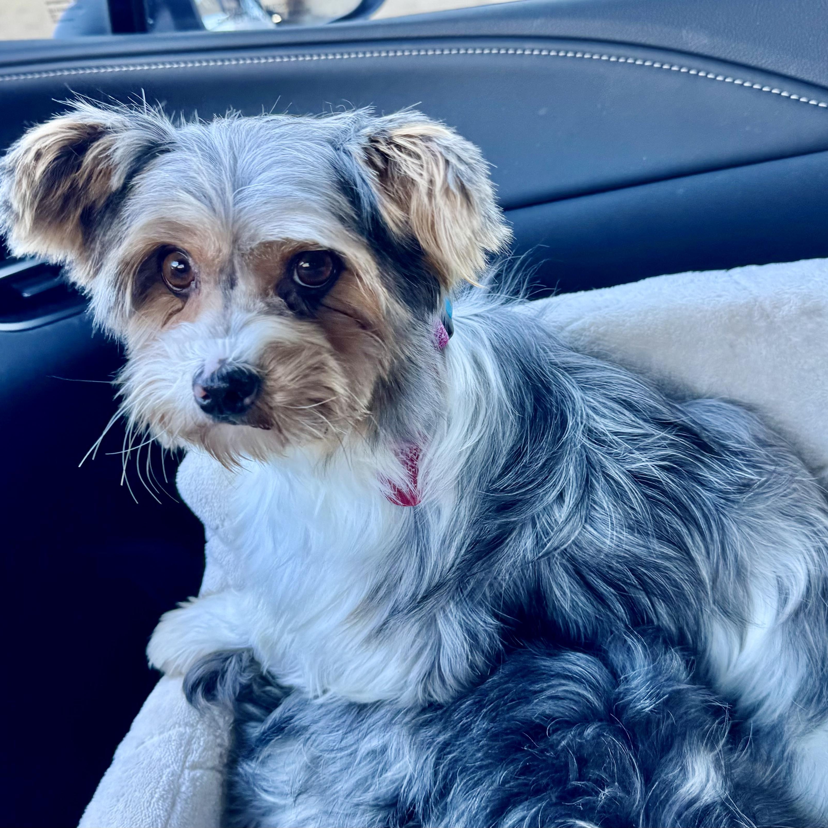 Enlarge Lenora Miller, a Adoptable Yorkshire Terrier in Plano, TX image 2/2