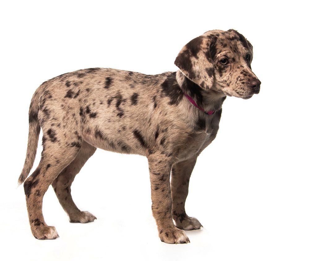 Enlarge Shae, a Adoptable mixed breed in Union, CT image 4/5