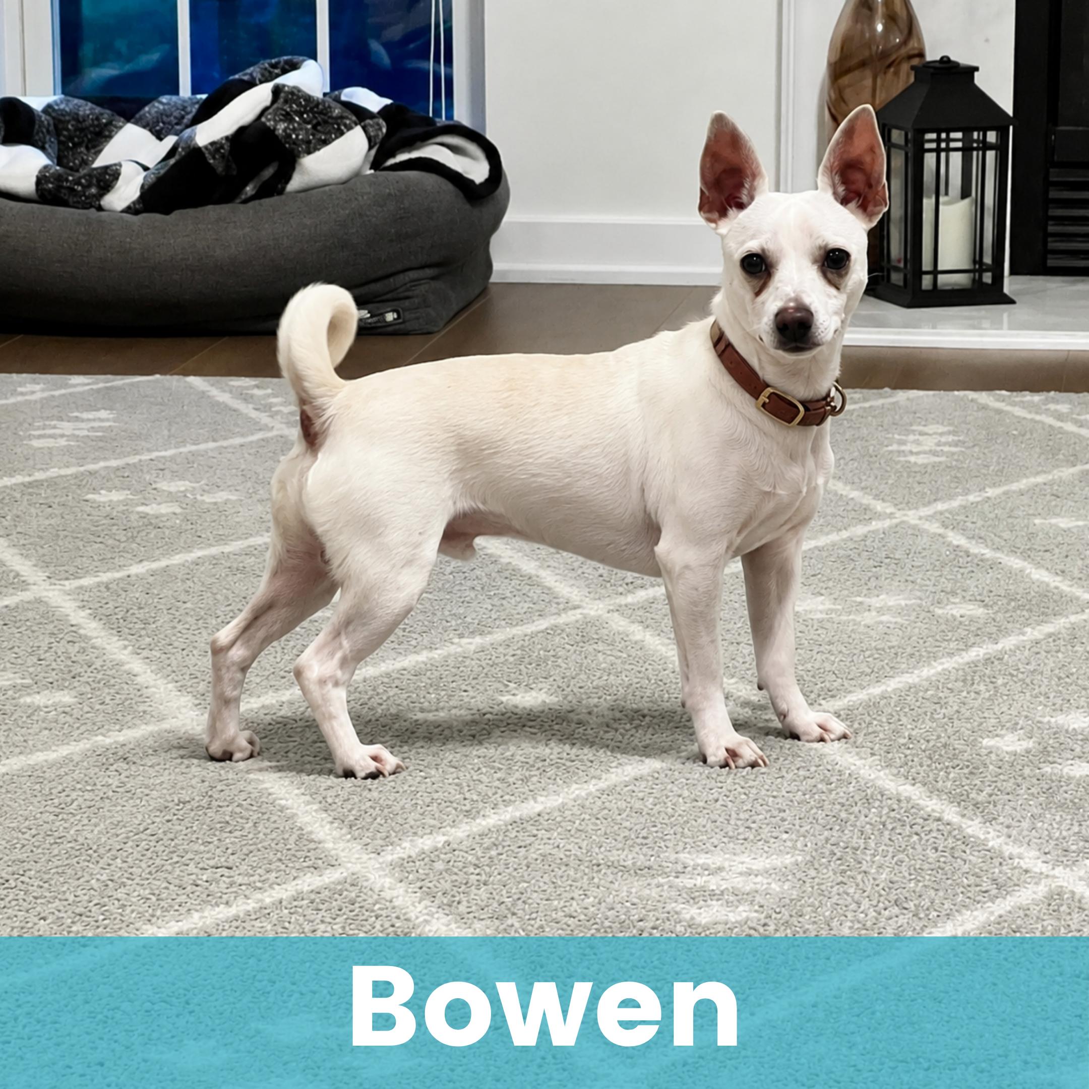 Bowen, Adoptable, Young Male Mixed Breed.