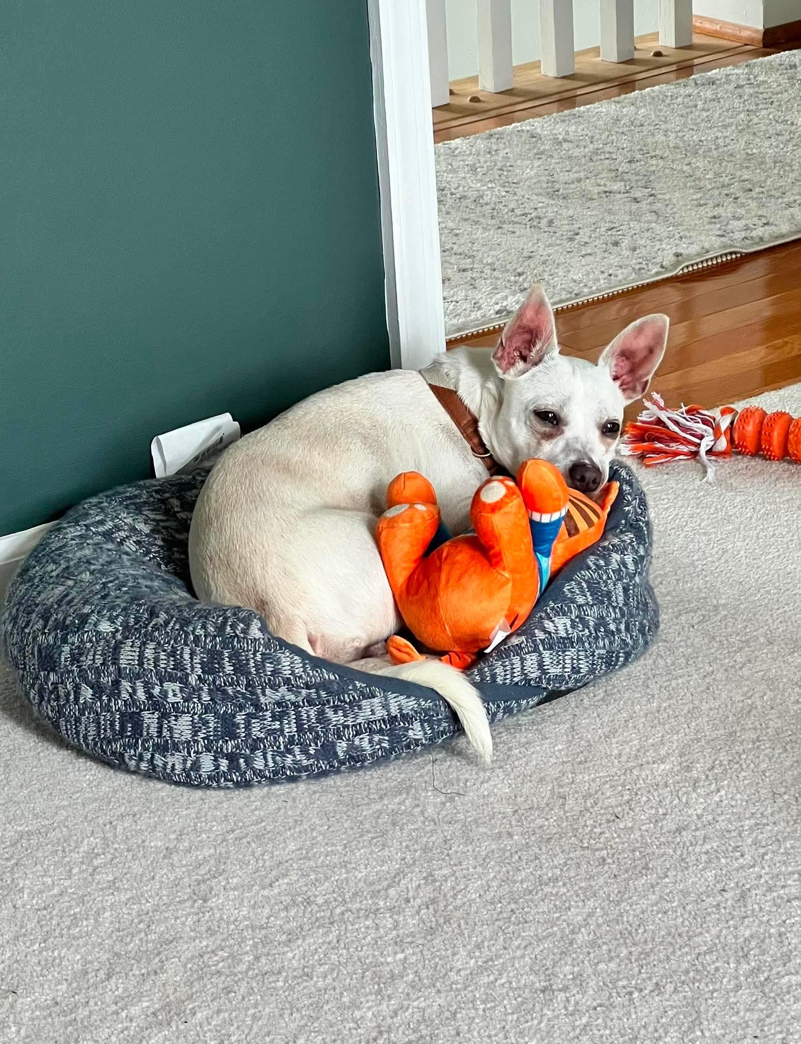 Enlarge Bowen, a Adoptable Mixed Breed in Rochester , NY image 5/6