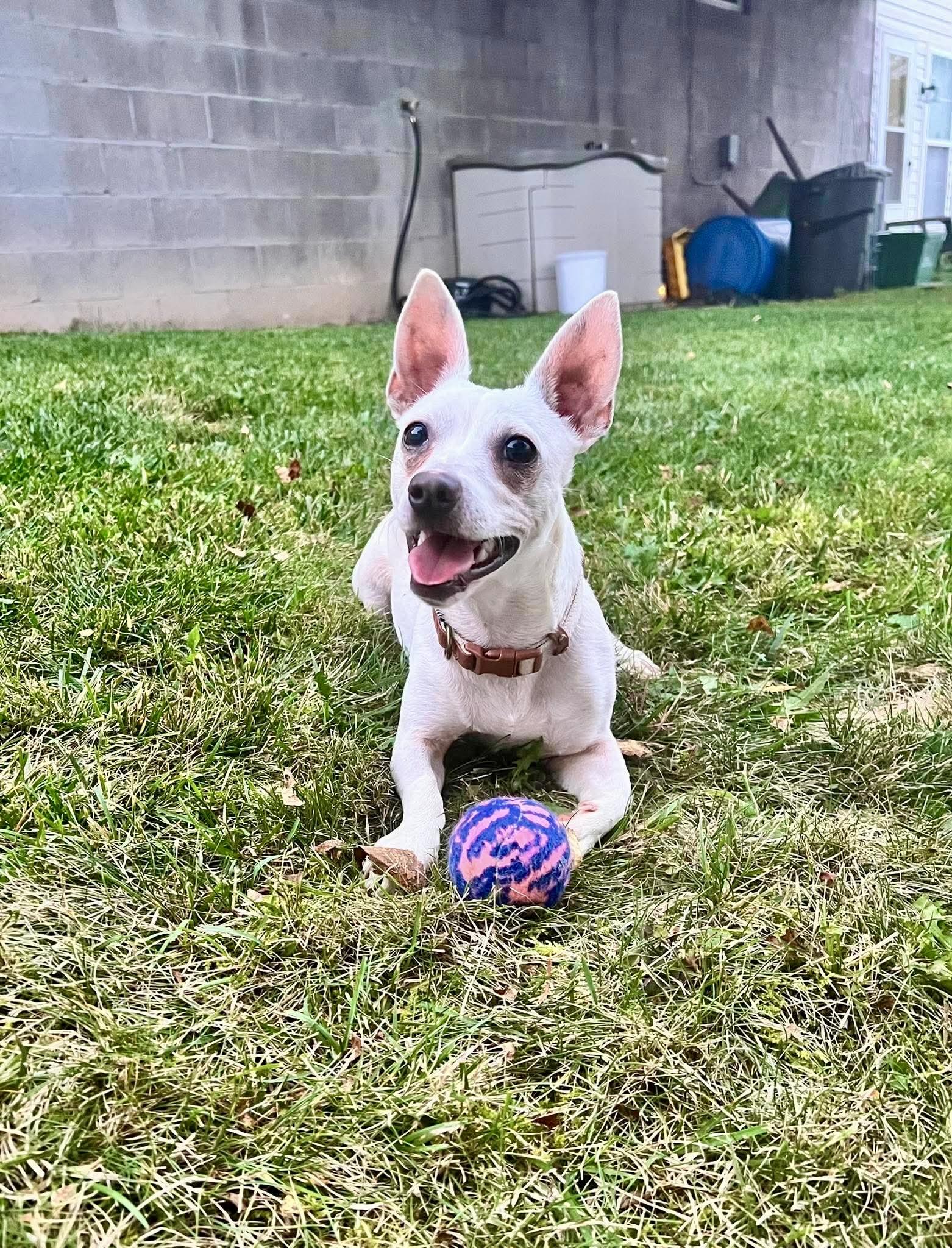 Enlarge Bowen, a Adoptable Mixed Breed in Rochester , NY image 4/6