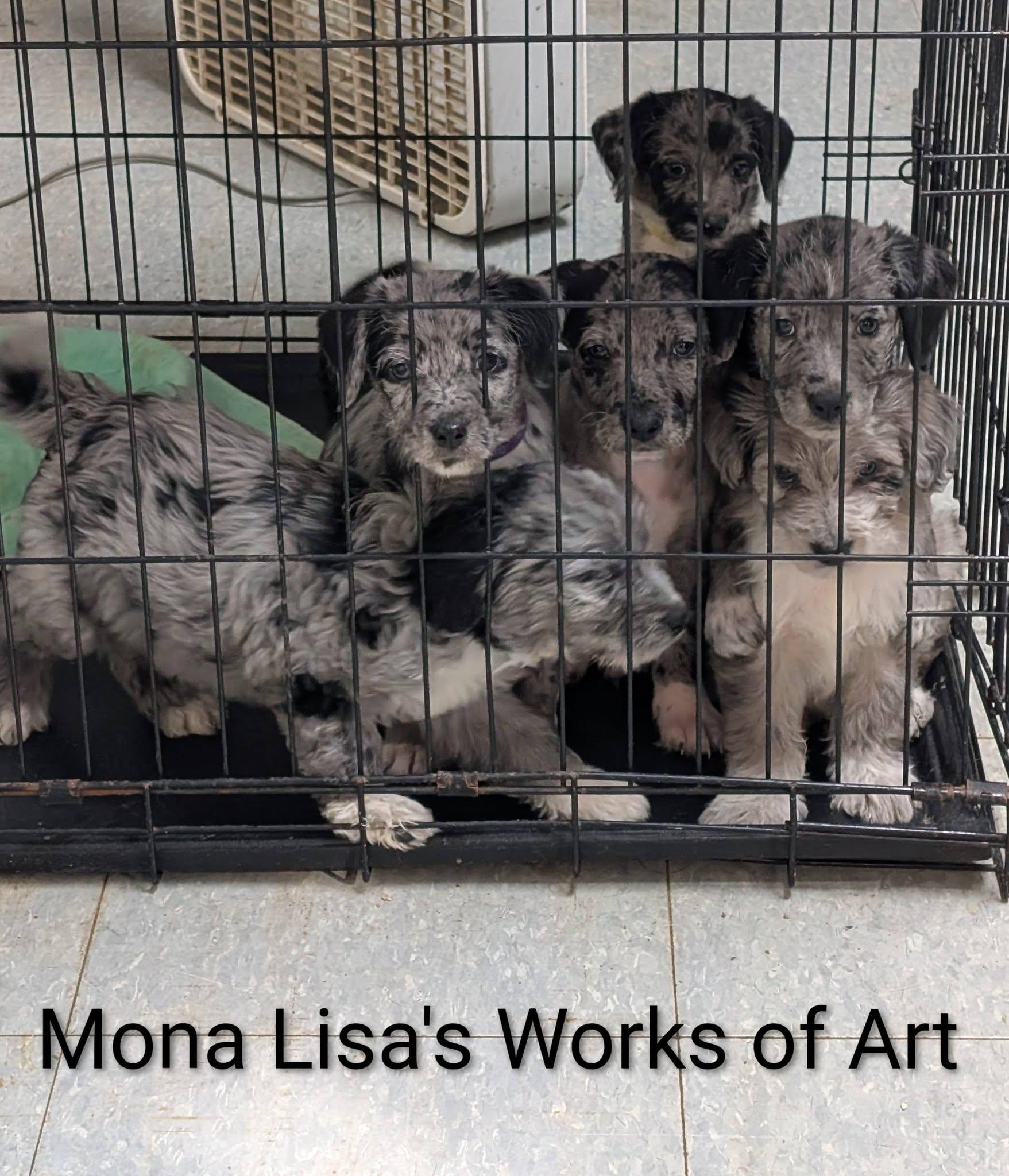 Enlarge Van Gogh - Works of Art Litter, a ADOPTABLE Catahoula Leopard Dog in Amelia, OH image 4/4