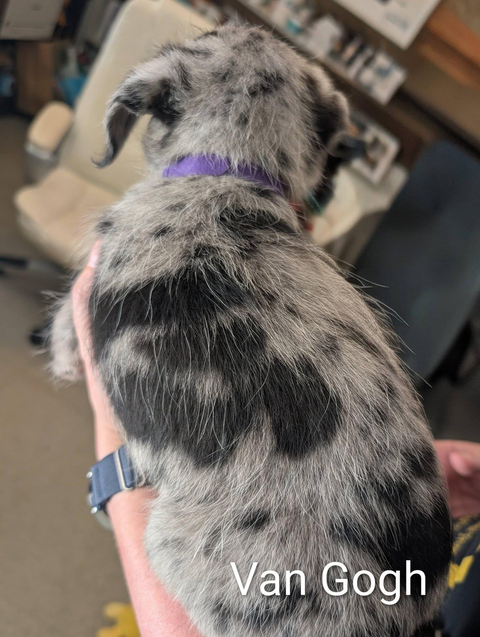 Enlarge Van Gogh - Works of Art Litter, a ADOPTABLE Catahoula Leopard Dog in Amelia, OH image 3/4