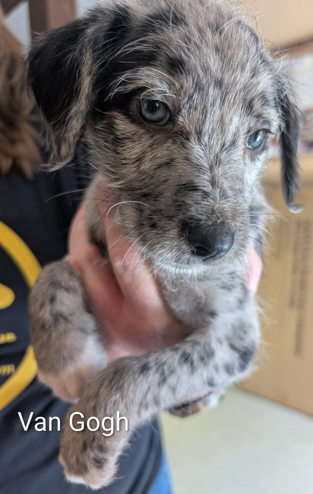 Enlarge Van Gogh - Works of Art Litter, a ADOPTABLE Catahoula Leopard Dog in Amelia, OH image 2/4