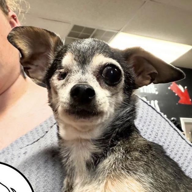 Joy, ADOPTABLE, Senior Female Chihuahua.