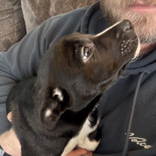 Enlarge Aspen, a Adoptable mixed breed in Vienna, ON image 1/4