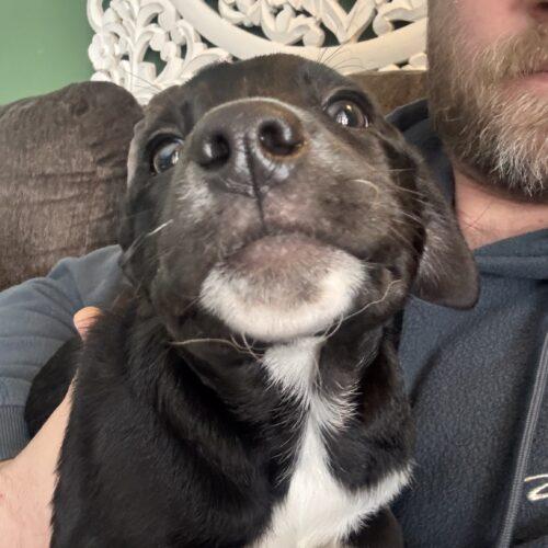 Enlarge Aspen, a Adoptable mixed breed in Vienna, ON image 2/4