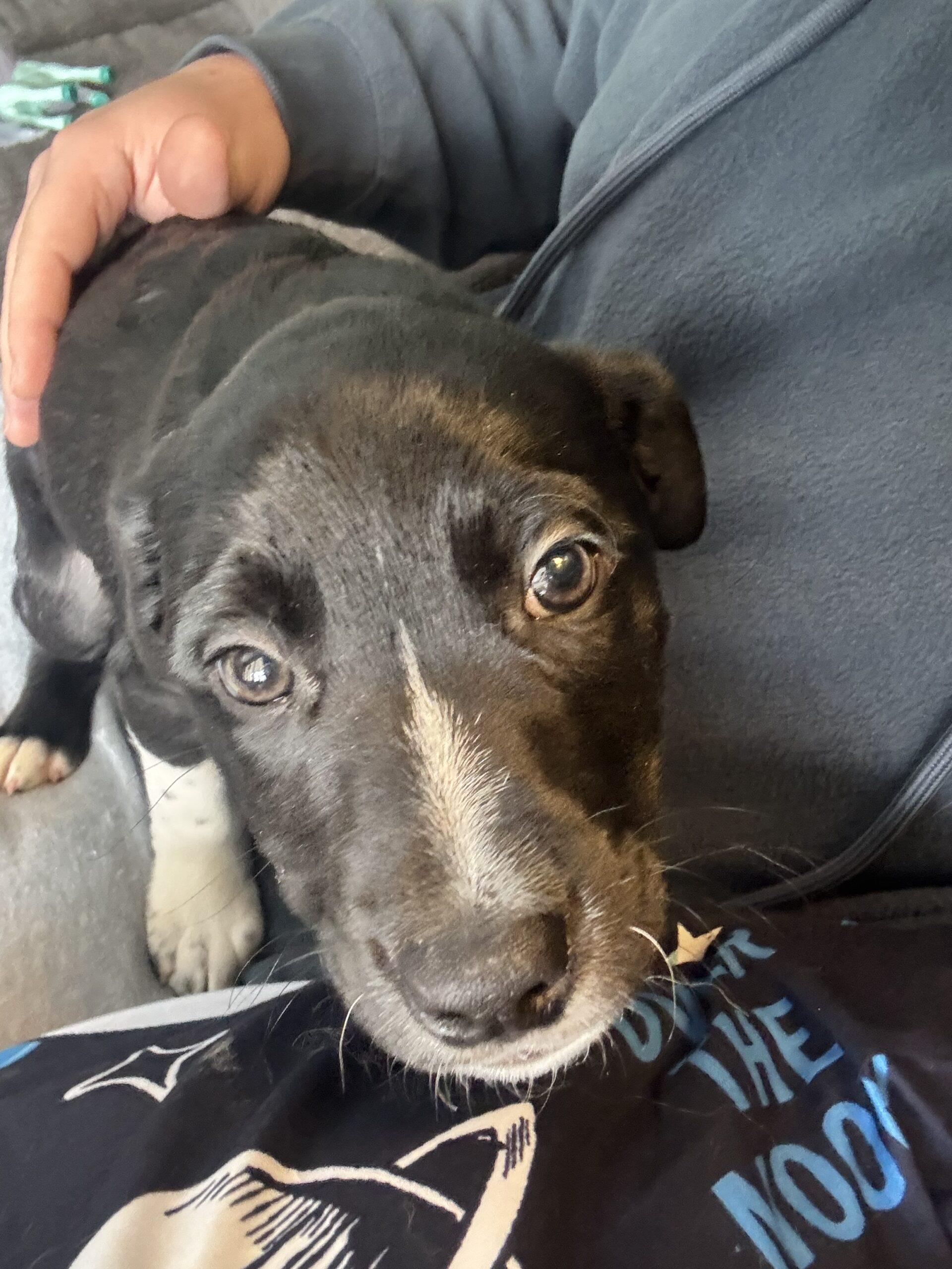 Enlarge Aspen, a Adoptable mixed breed in Vienna, ON image 3/4