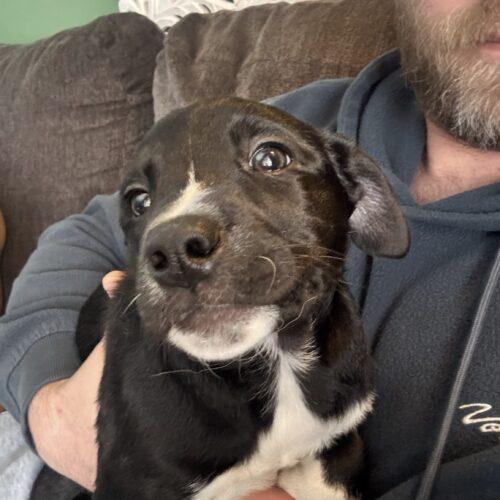 Enlarge Aspen, a Adoptable mixed breed in Vienna, ON image 4/4