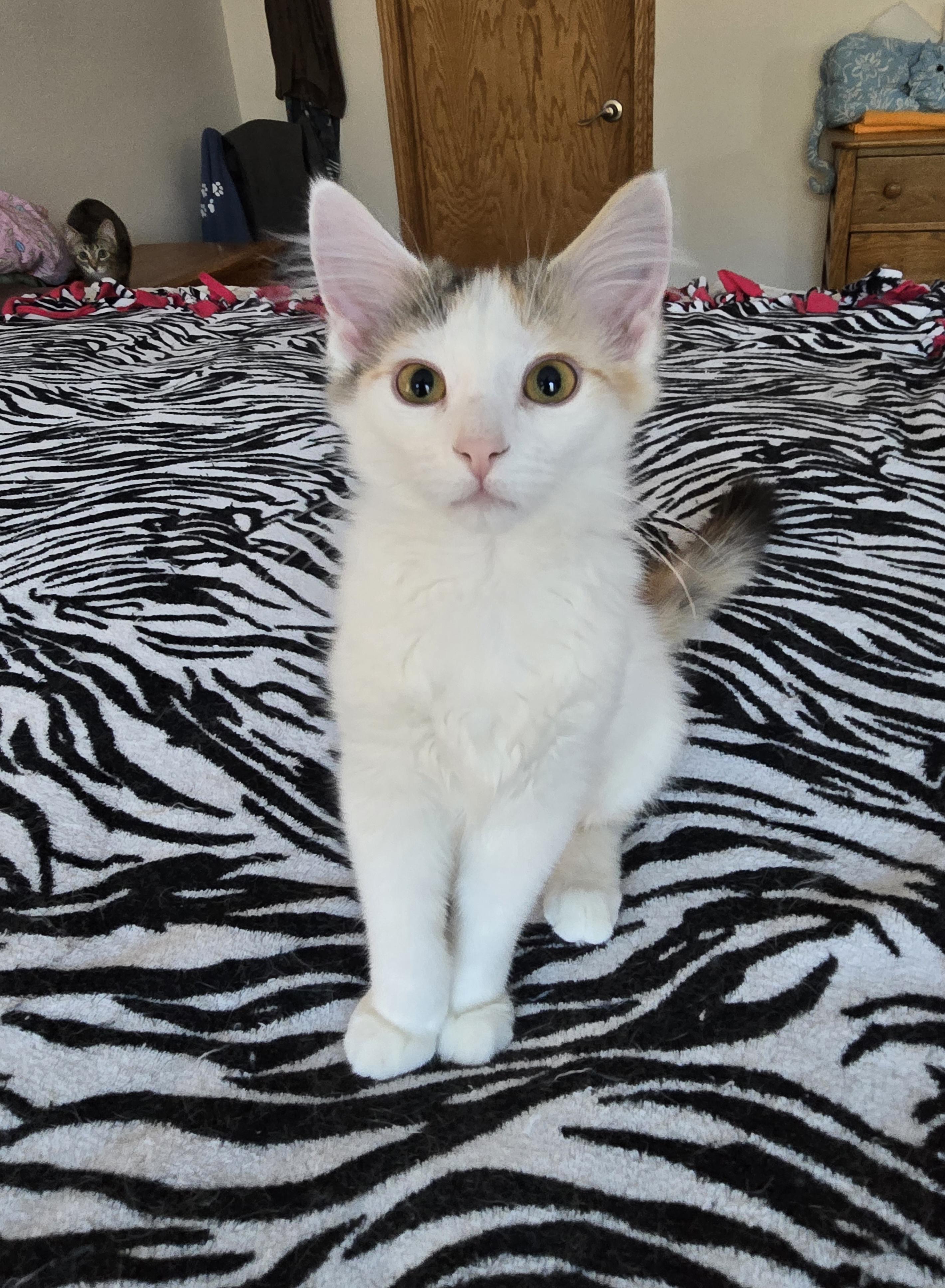 Enlarge Chanel *Adoption Pending*, a Adoptable Domestic Medium Hair in Fargo, ND image 5/5