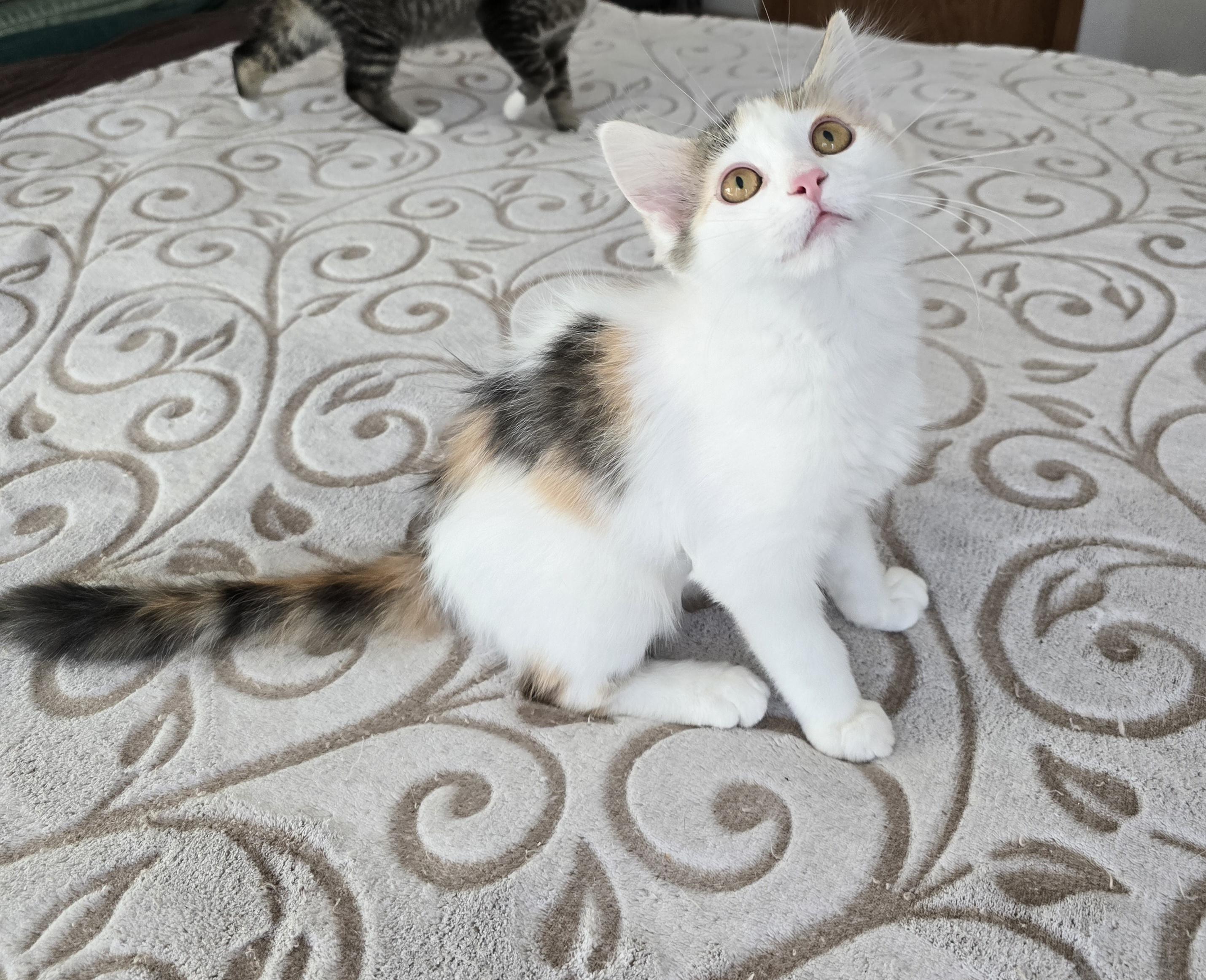 Enlarge Chanel *Adoption Pending*, a Adoptable Domestic Medium Hair in Fargo, ND image 4/5