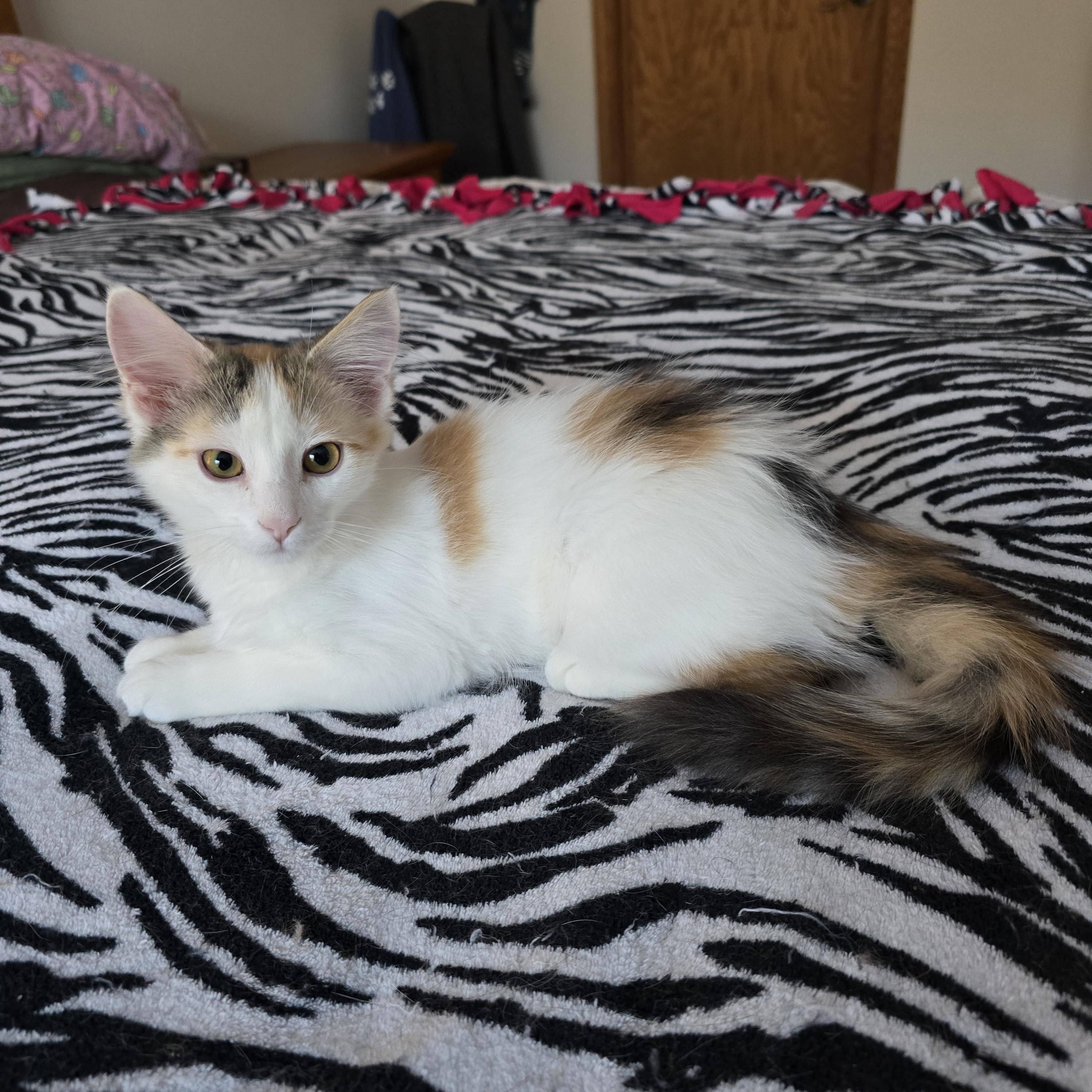 Chanel *Adoption Pending*, Adoptable, Kitten Female Domestic Medium Hair.