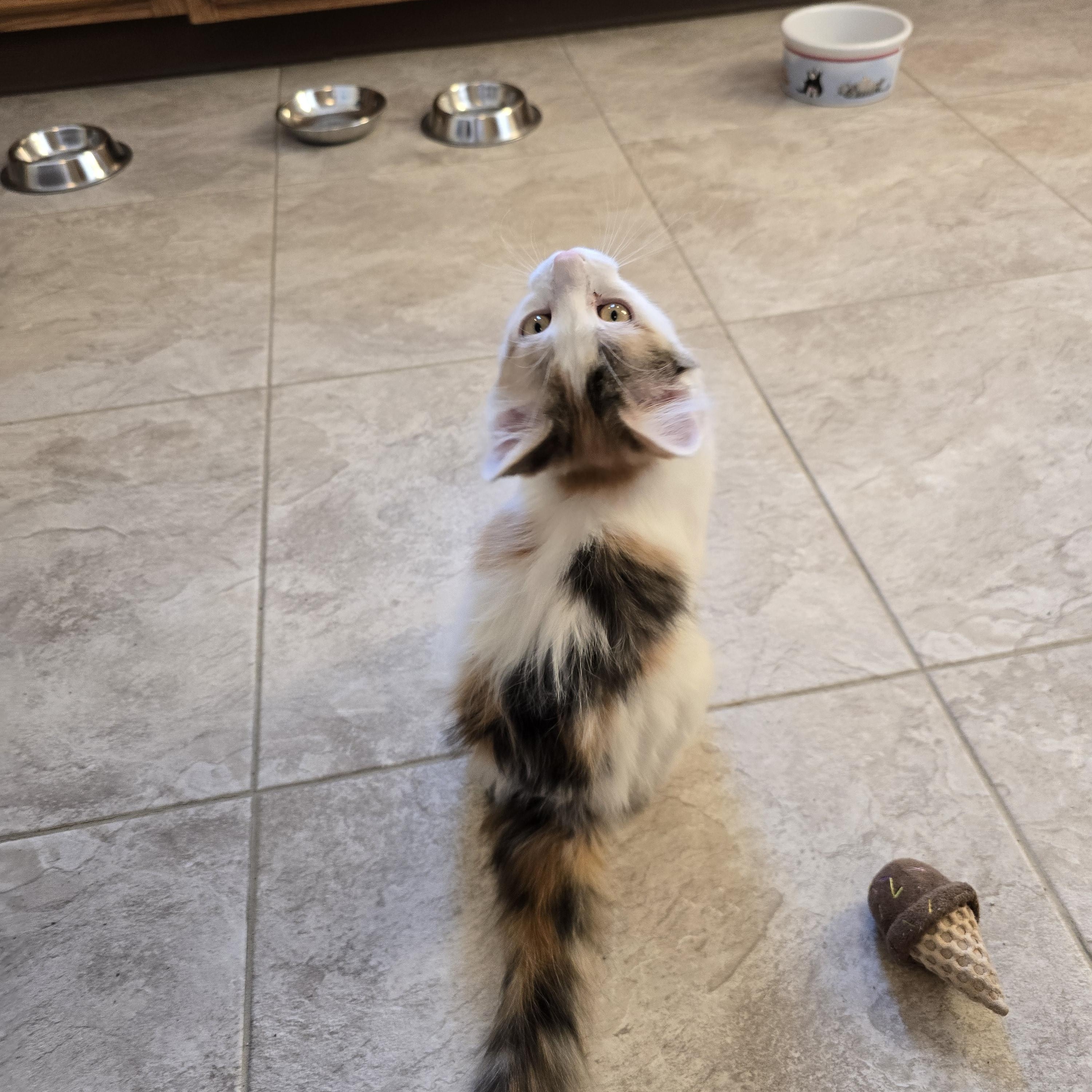 Enlarge Chanel *Adoption Pending*, a Adoptable Domestic Medium Hair in Fargo, ND image 3/5