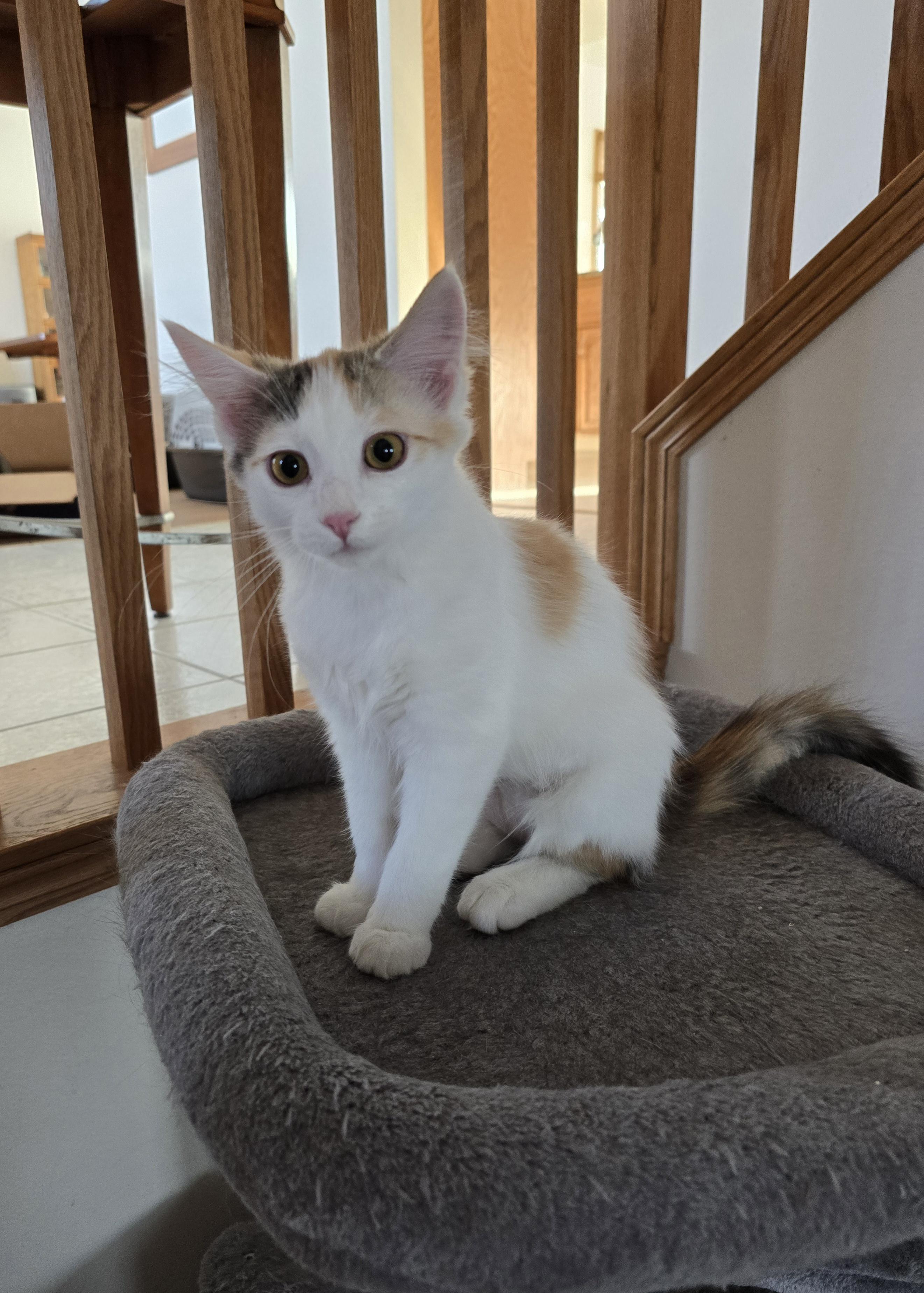 Enlarge Chanel *Adoption Pending*, a Adoptable Domestic Medium Hair in Fargo, ND image 2/5