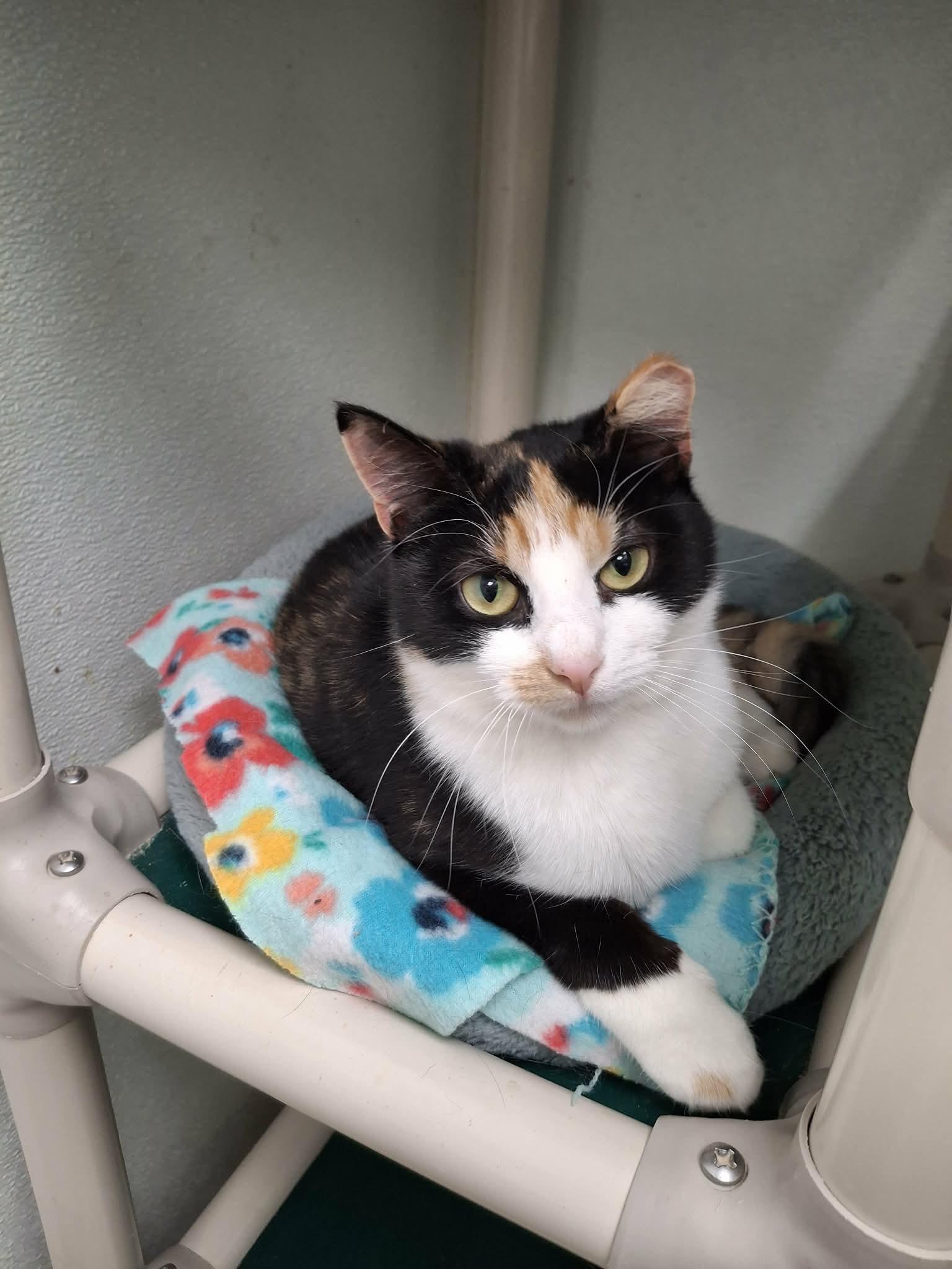 Enlarge Zoey AND Chloe, a Adoptable Domestic Short Hair in Gonic, NH image 1/3