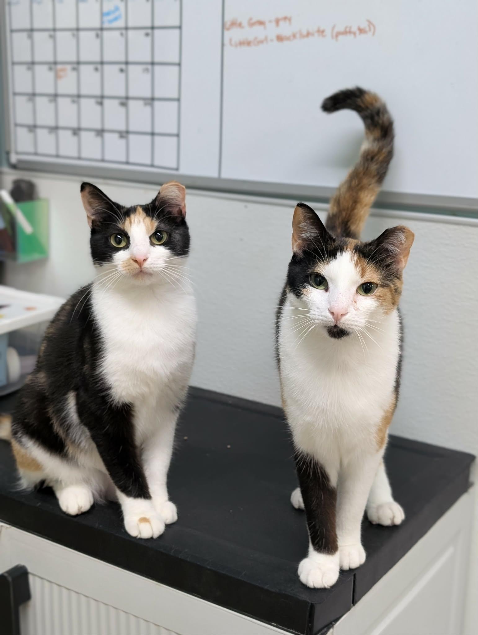 Enlarge Zoey AND Chloe, a Adoptable Domestic Short Hair in Gonic, NH image 2/3