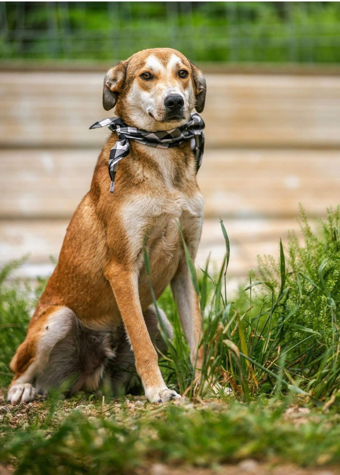 Enlarge Prince Charming, a Adoptable mixed breed in Louisville, KY image 1/2