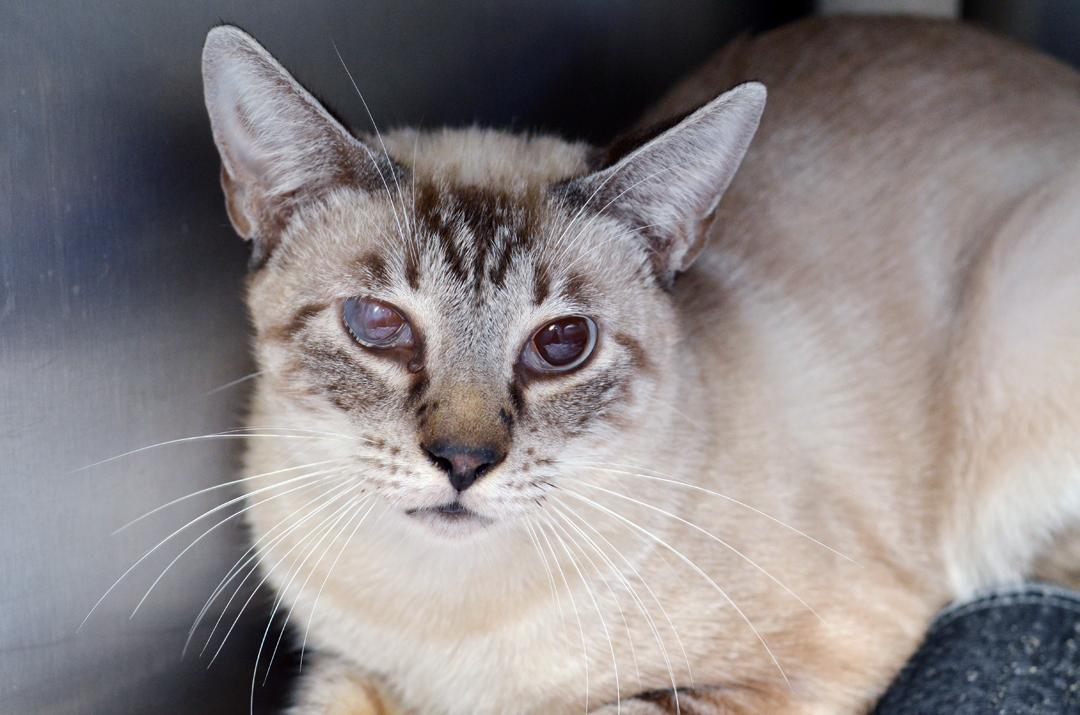 Enlarge Meowth, a Adoptable mixed breed in Sanford, FL image 2/3