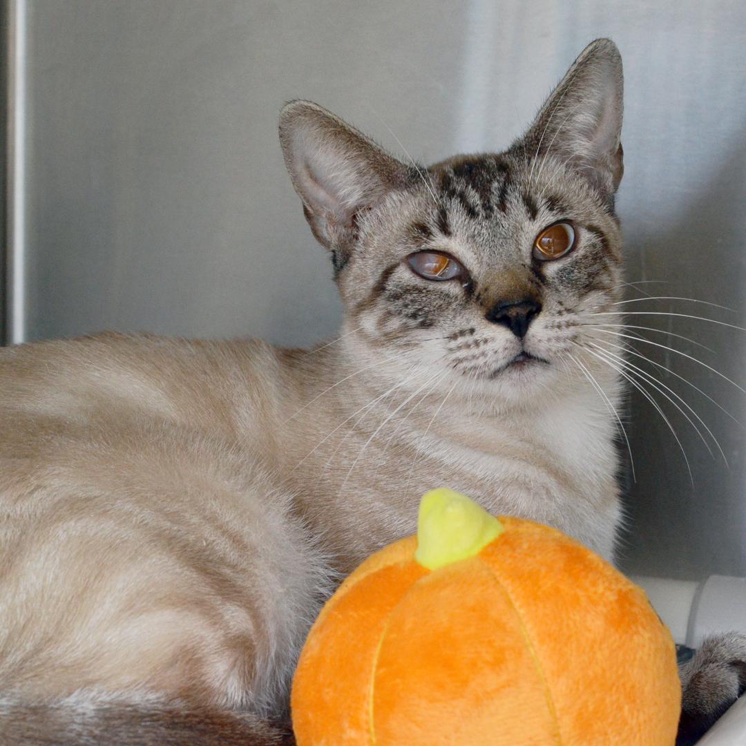 Meowth, ADOPTABLE, Senior Male Domestic Short Hair & Siamese.