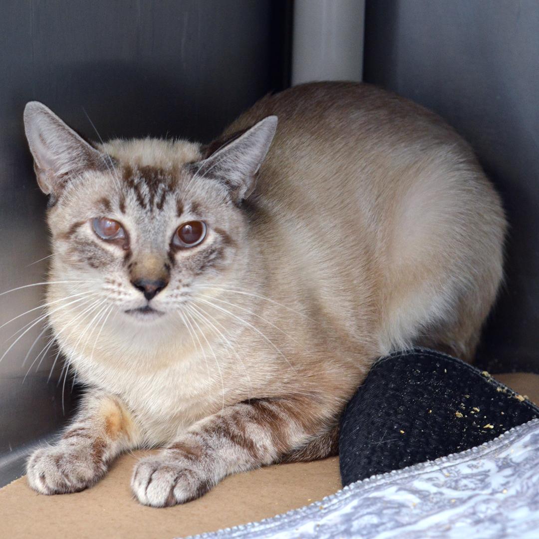 Enlarge Meowth, a Adoptable mixed breed in Sanford, FL image 3/3