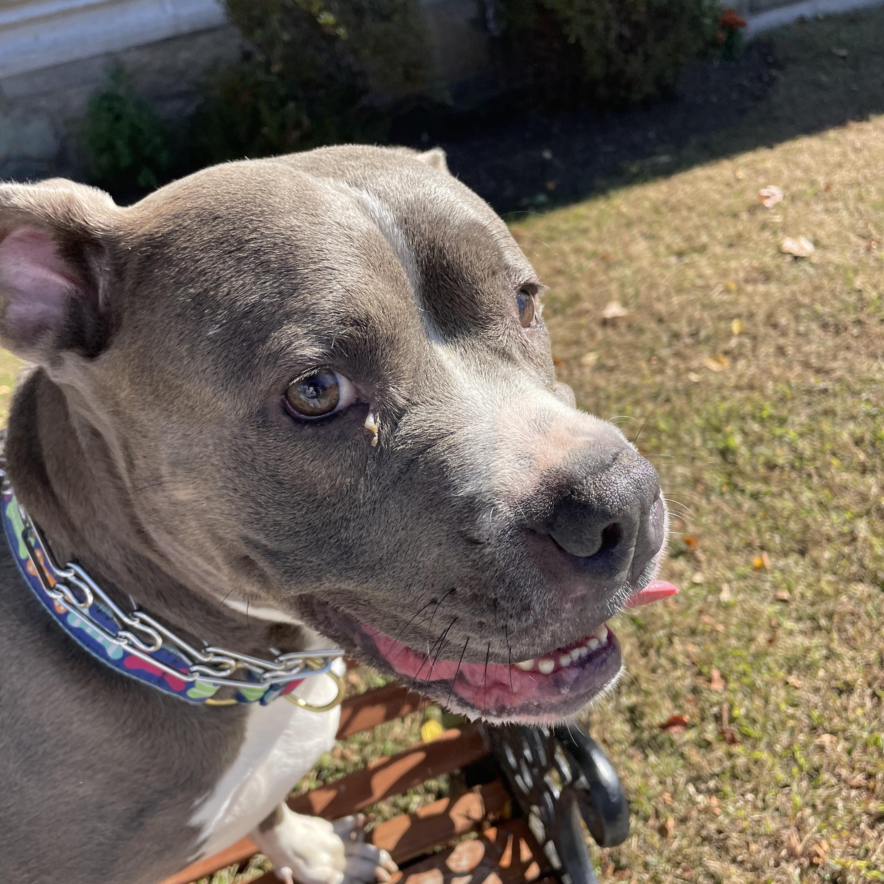 Bonnie, a Adoptable American Bully in East Orange, NJ image 2/5