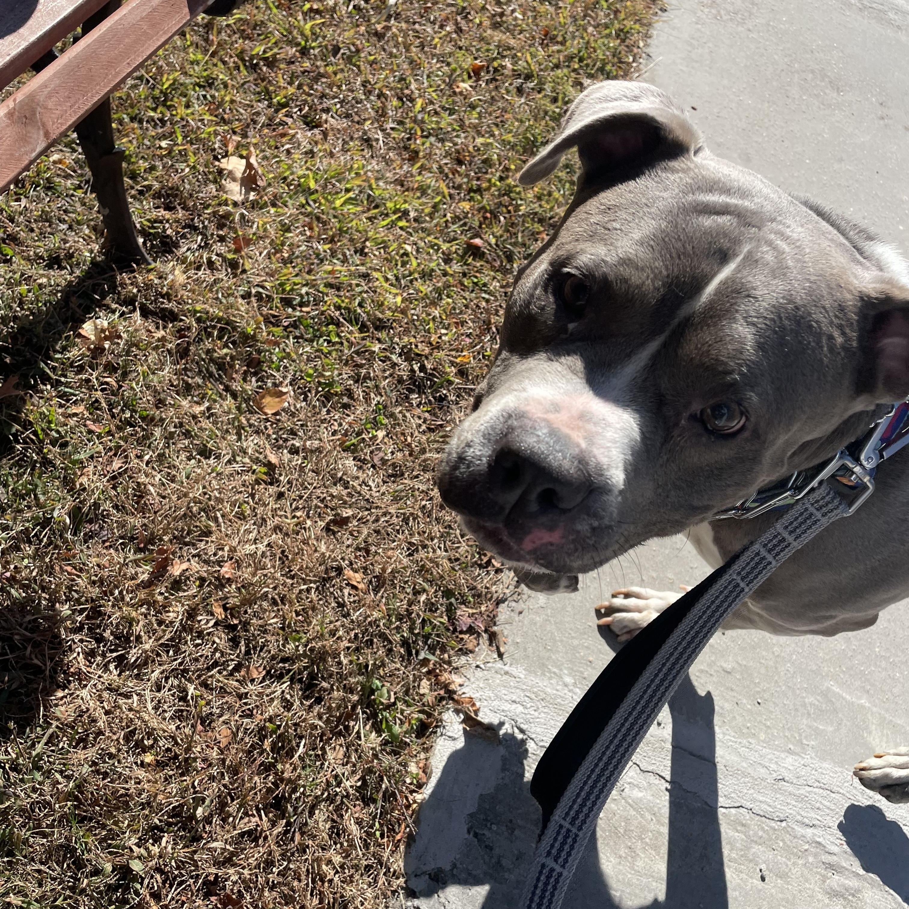Bonnie, a Adoptable American Bully in East Orange, NJ image 3/5