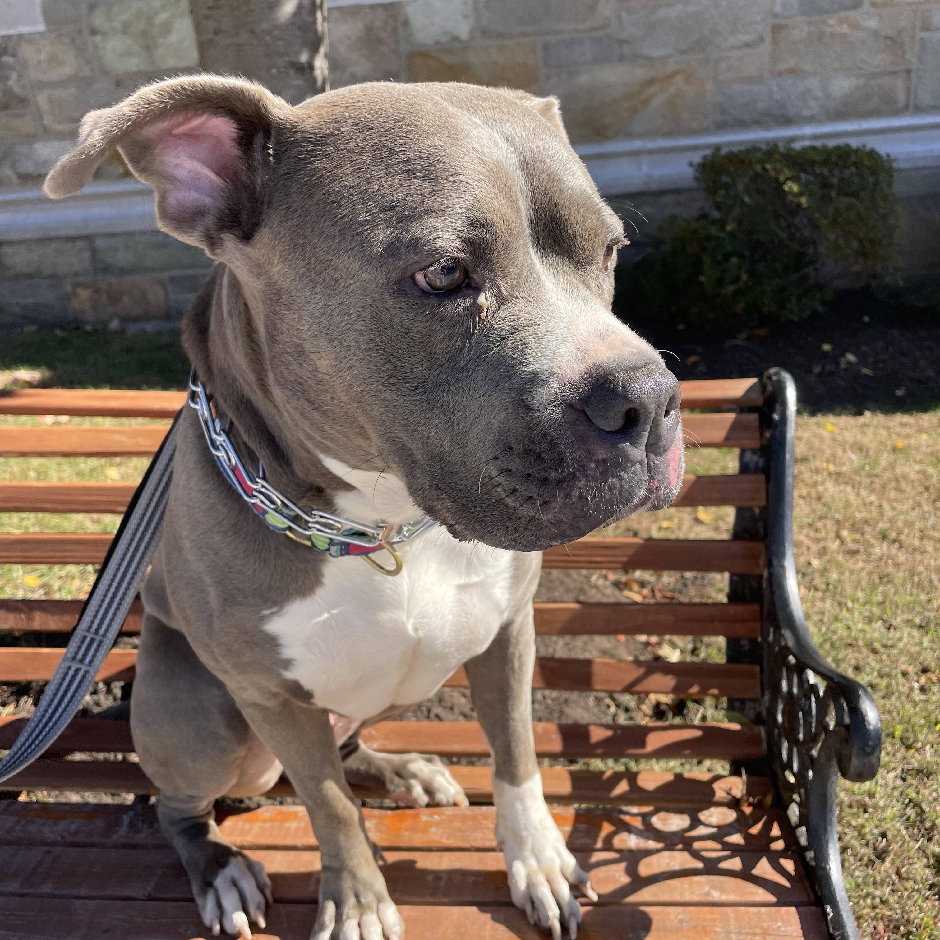 Bonnie, a Adoptable American Bully in East Orange, NJ image 1/5
