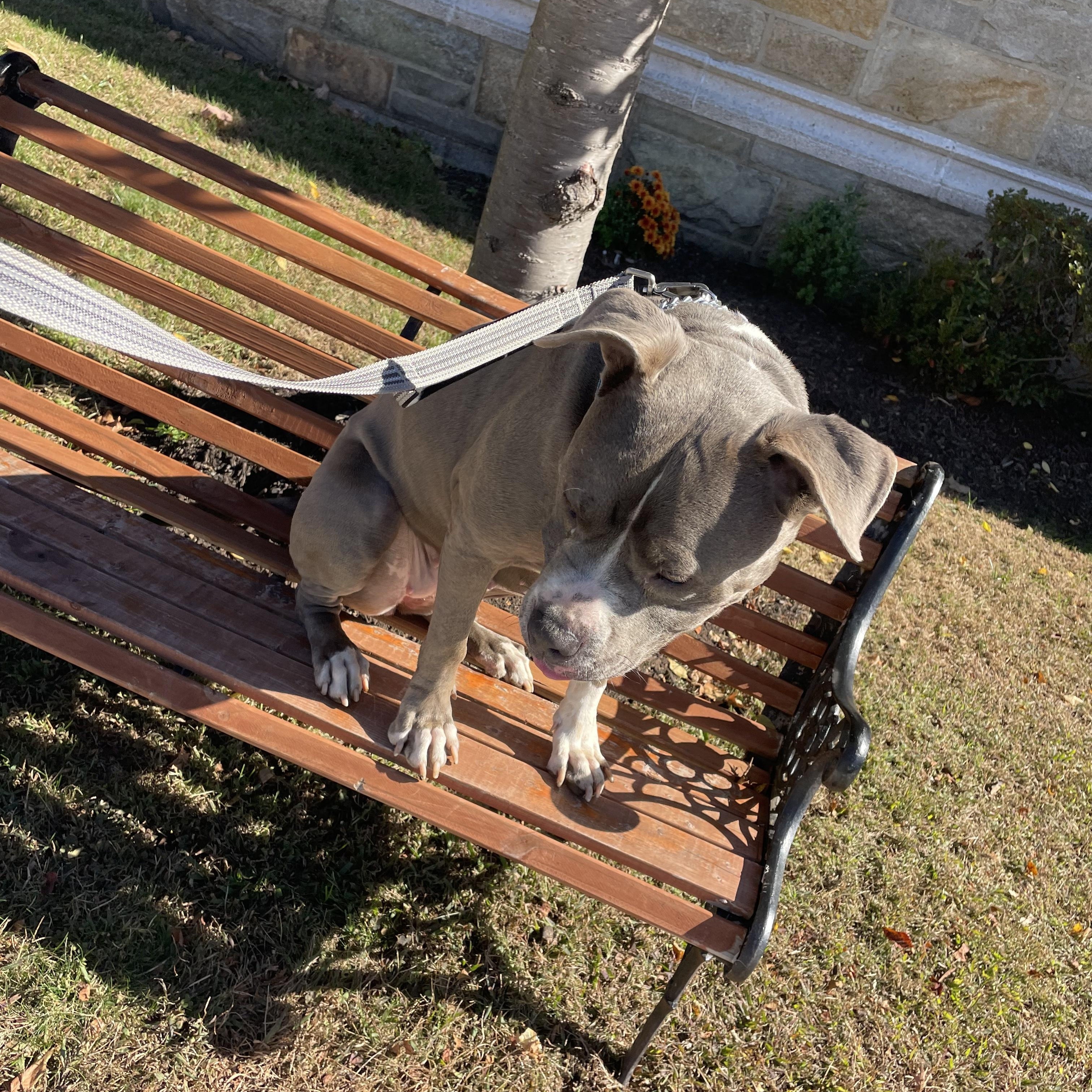 Bonnie, a Adoptable American Bully in East Orange, NJ image 4/5