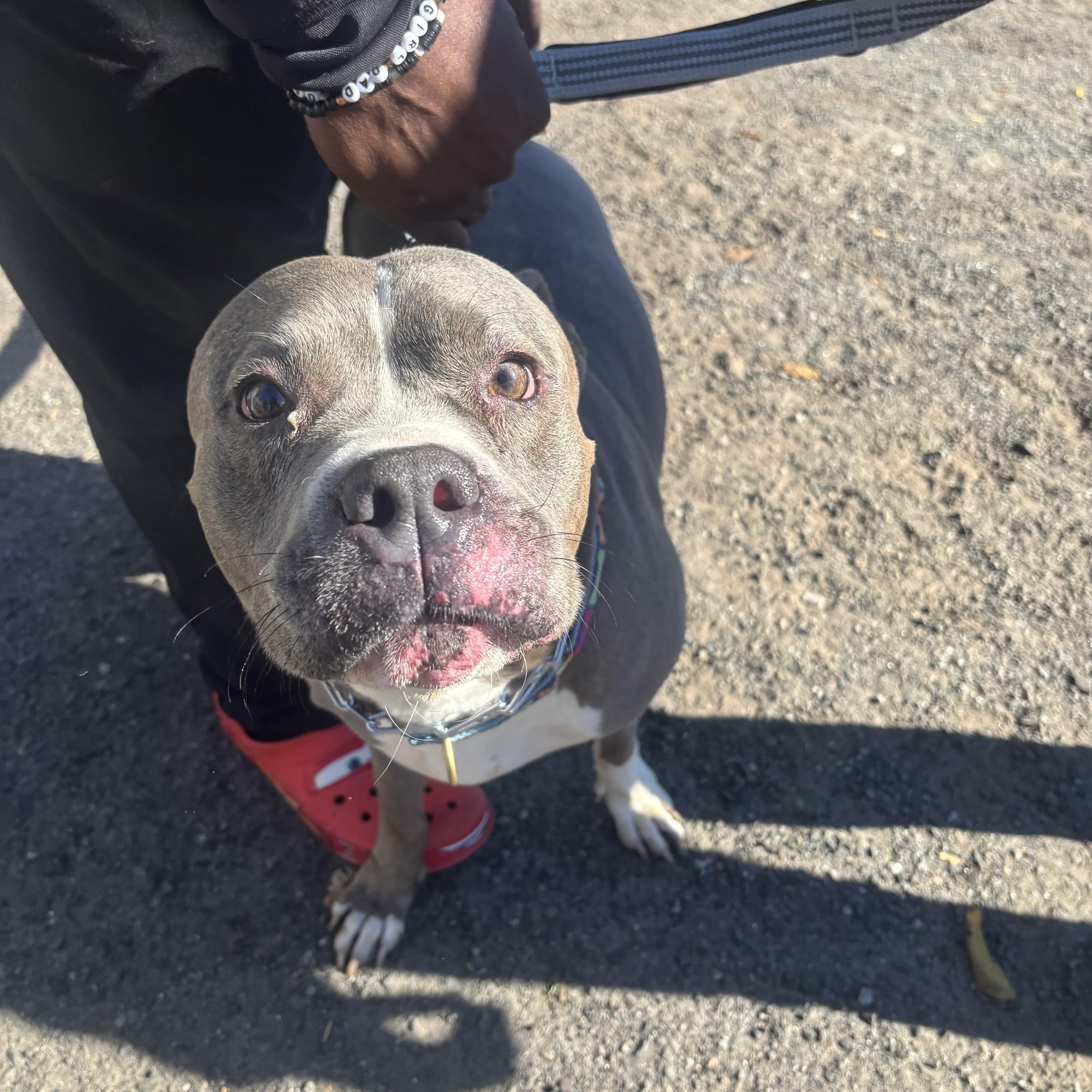 Bonnie, a Adoptable American Bully in East Orange, NJ image 5/5