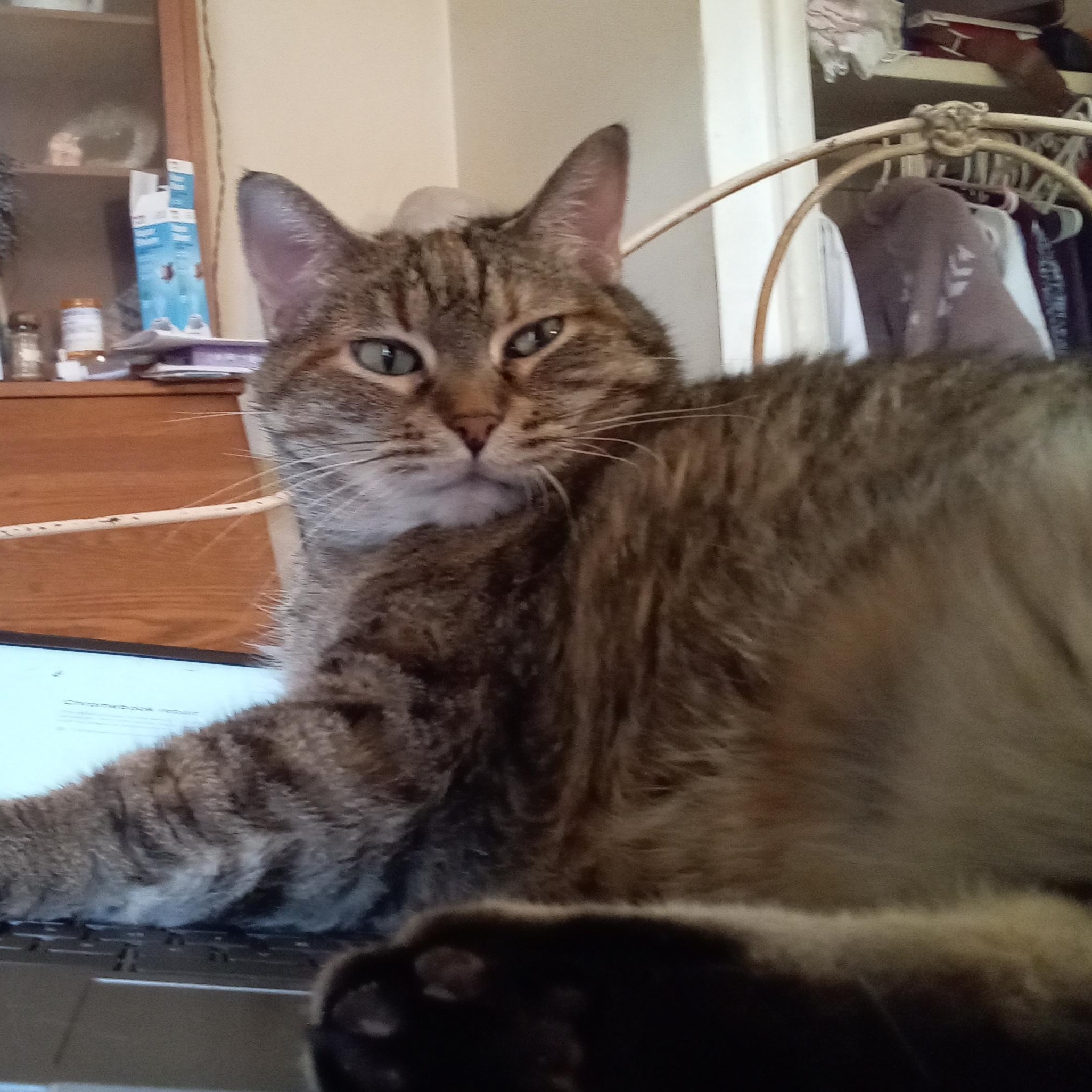 Enlarge Storm, a Adopted Tabby in St. Louis, MO image 1/2